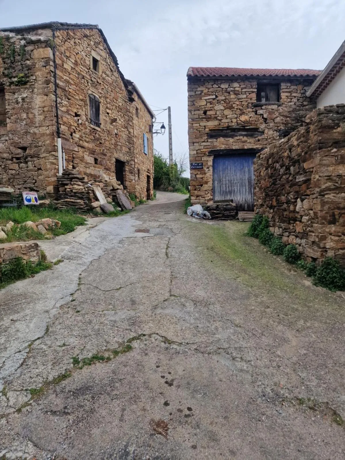 Le camélia de la mazarié