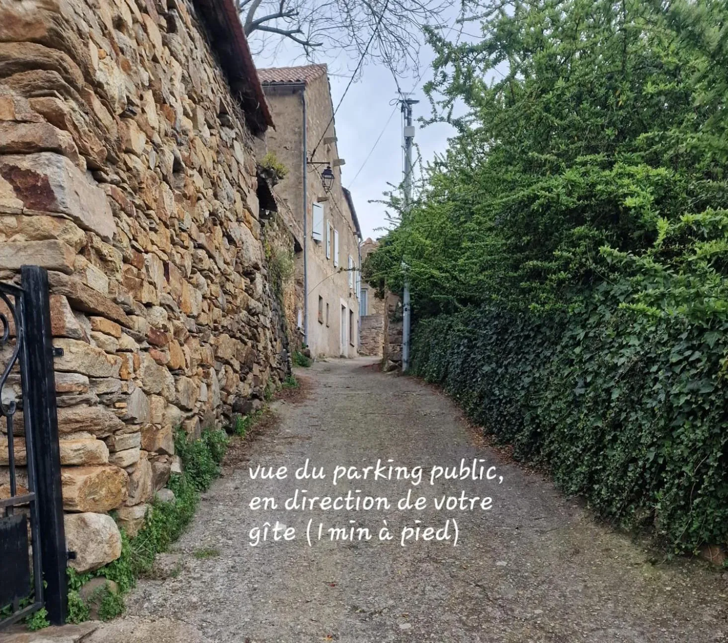 Le camélia de la mazarié