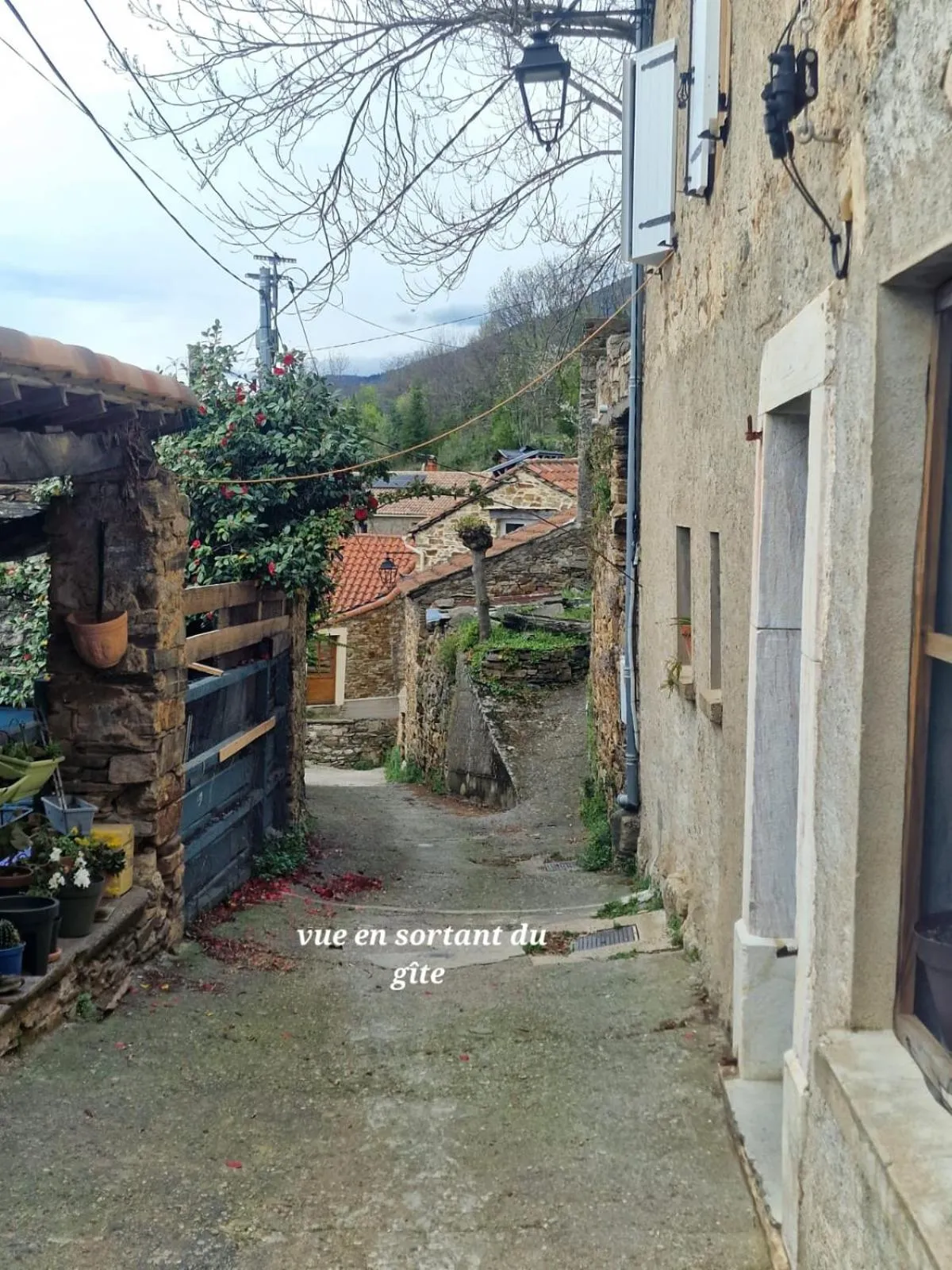 Le camélia de la mazarié