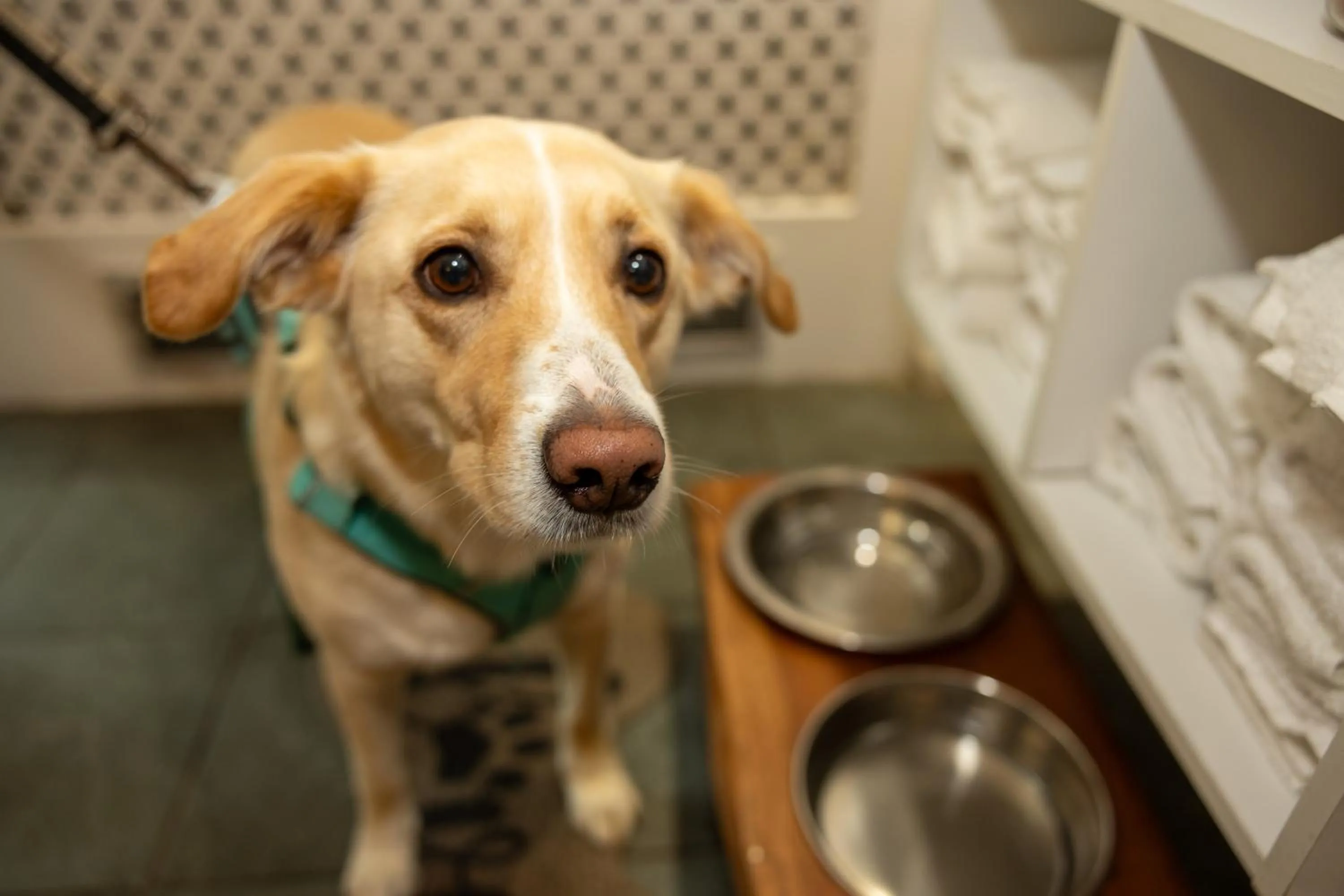 Pets in Mercure Sheffield Kenwood Hall & Spa