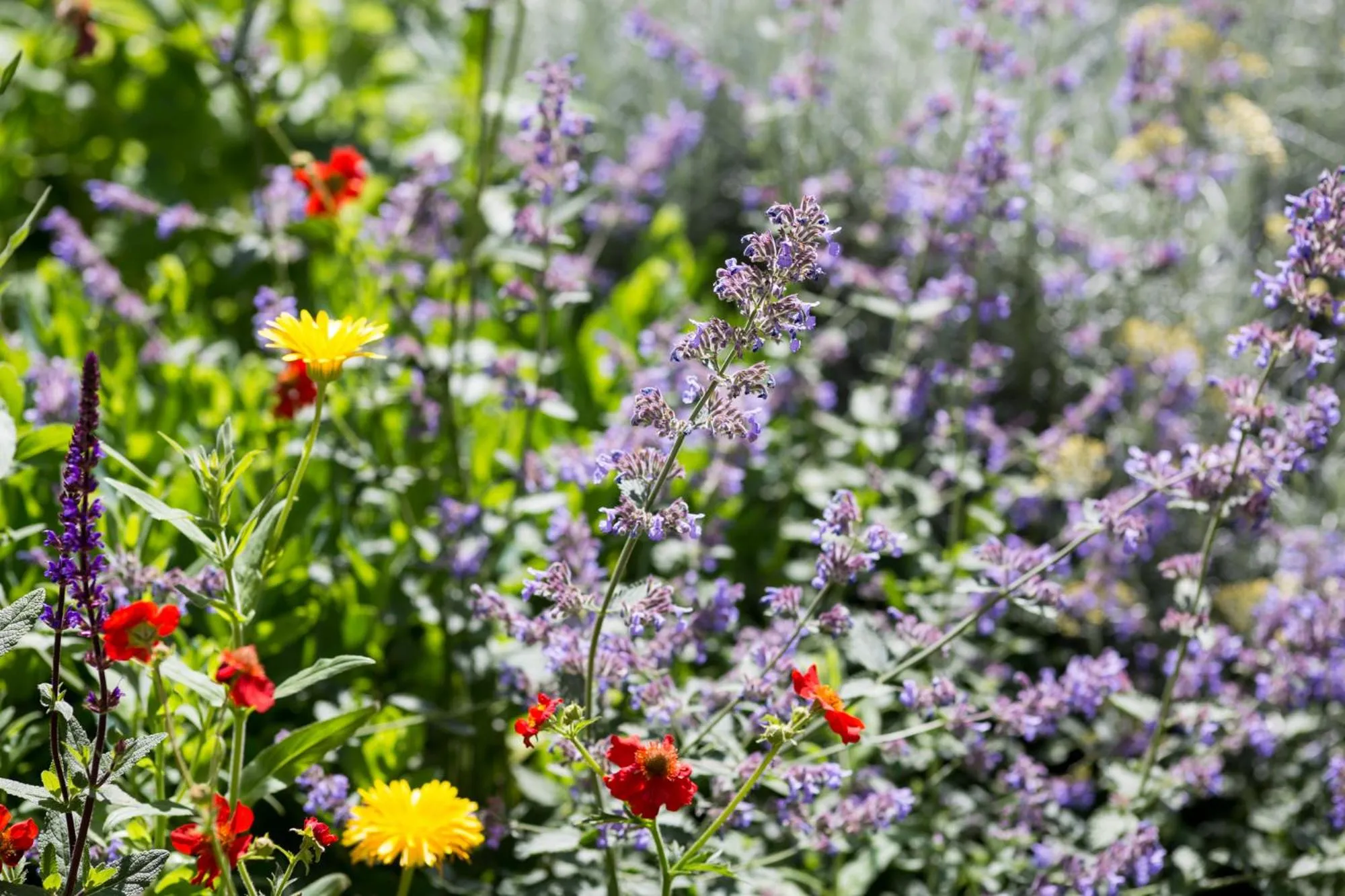 Garden in Dolphin House Serviced Apartments