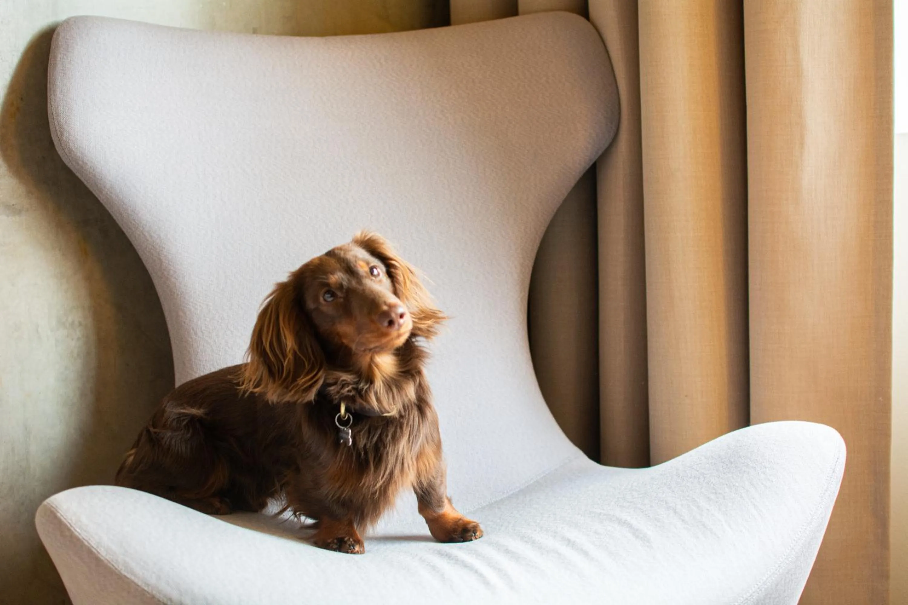 Pets in Quality Hotel Expo