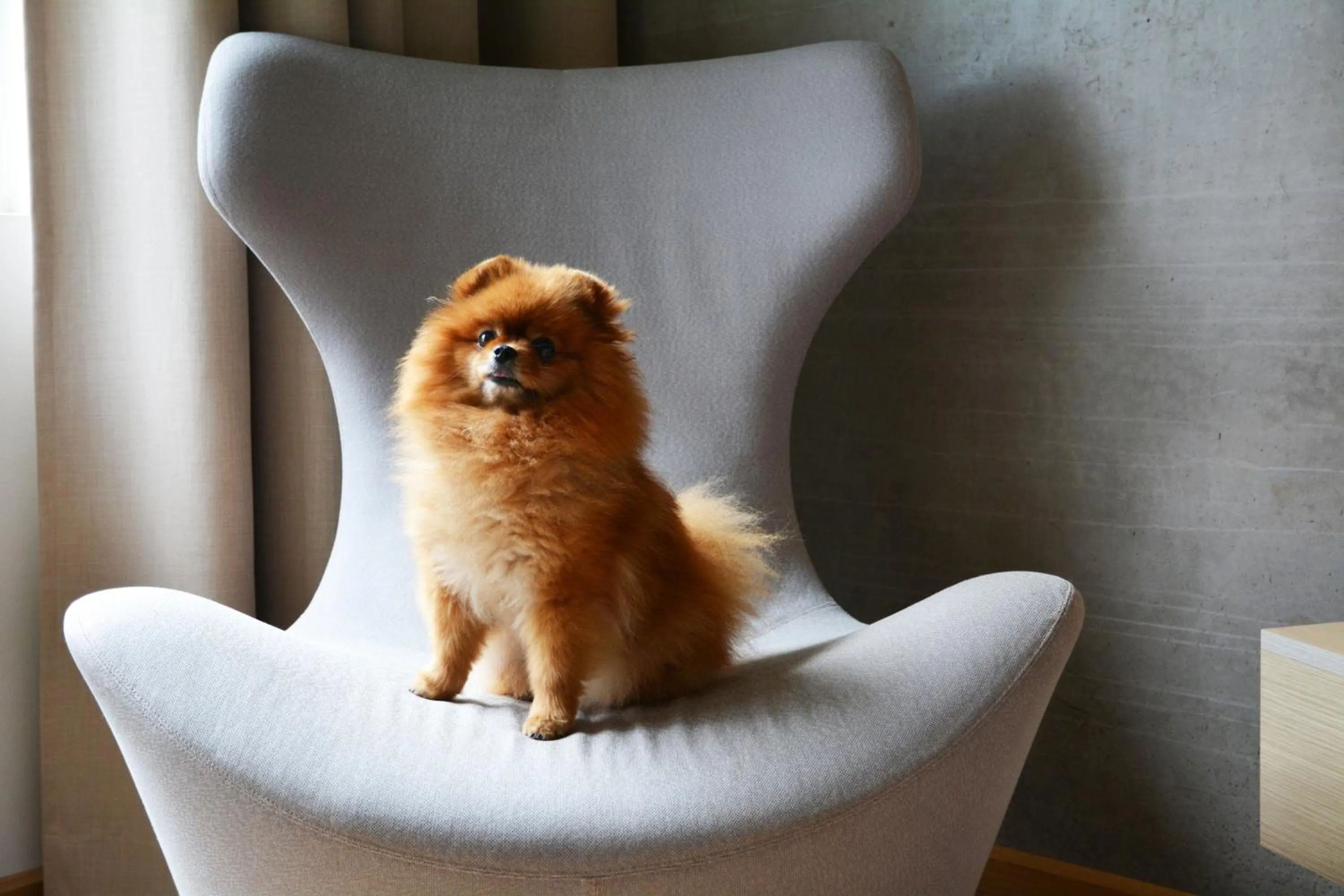 pet friendly in Quality Hotel Expo