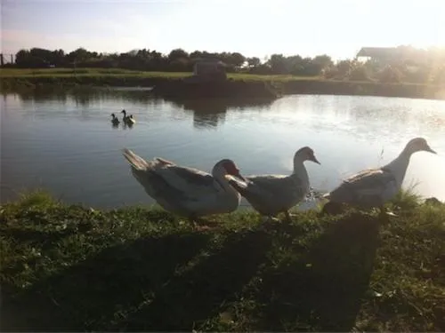 Lake view in Swallows Rest