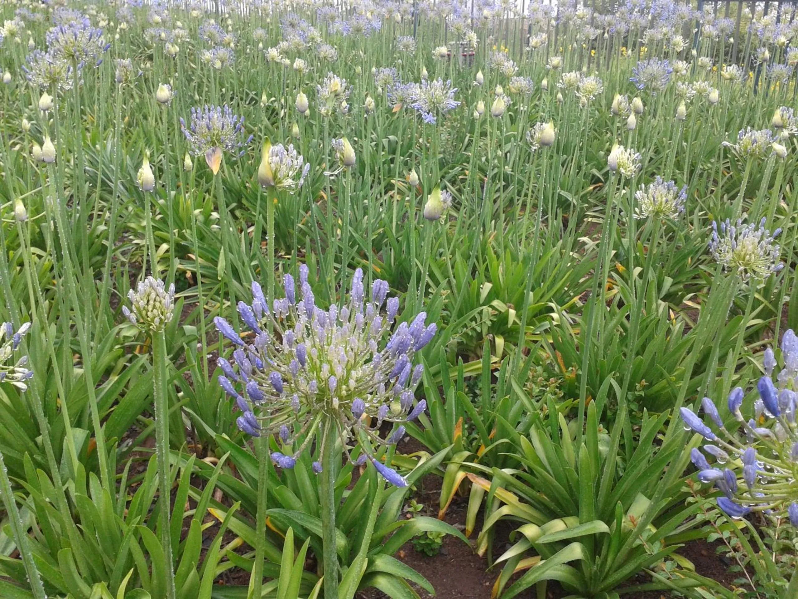 Garden in Sherwood's Country House