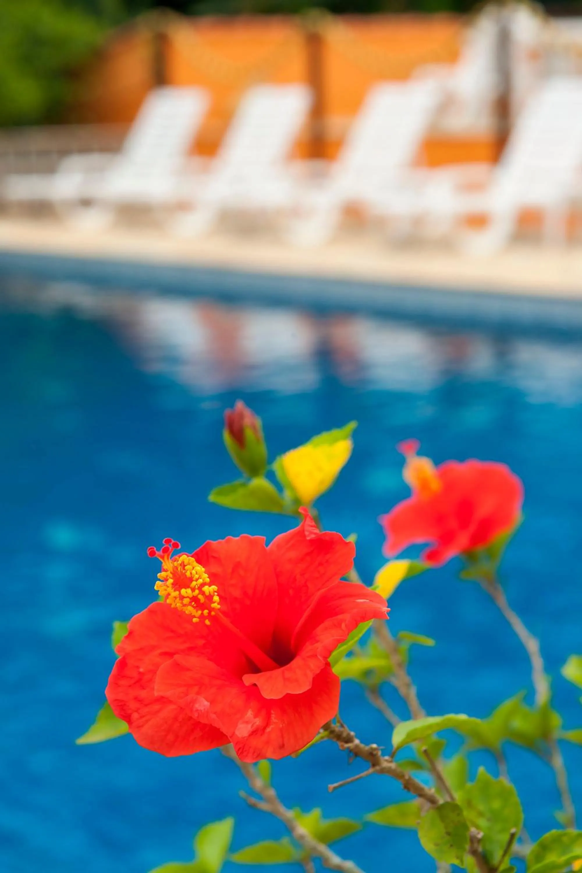Garden view in Hotel Ilhasol