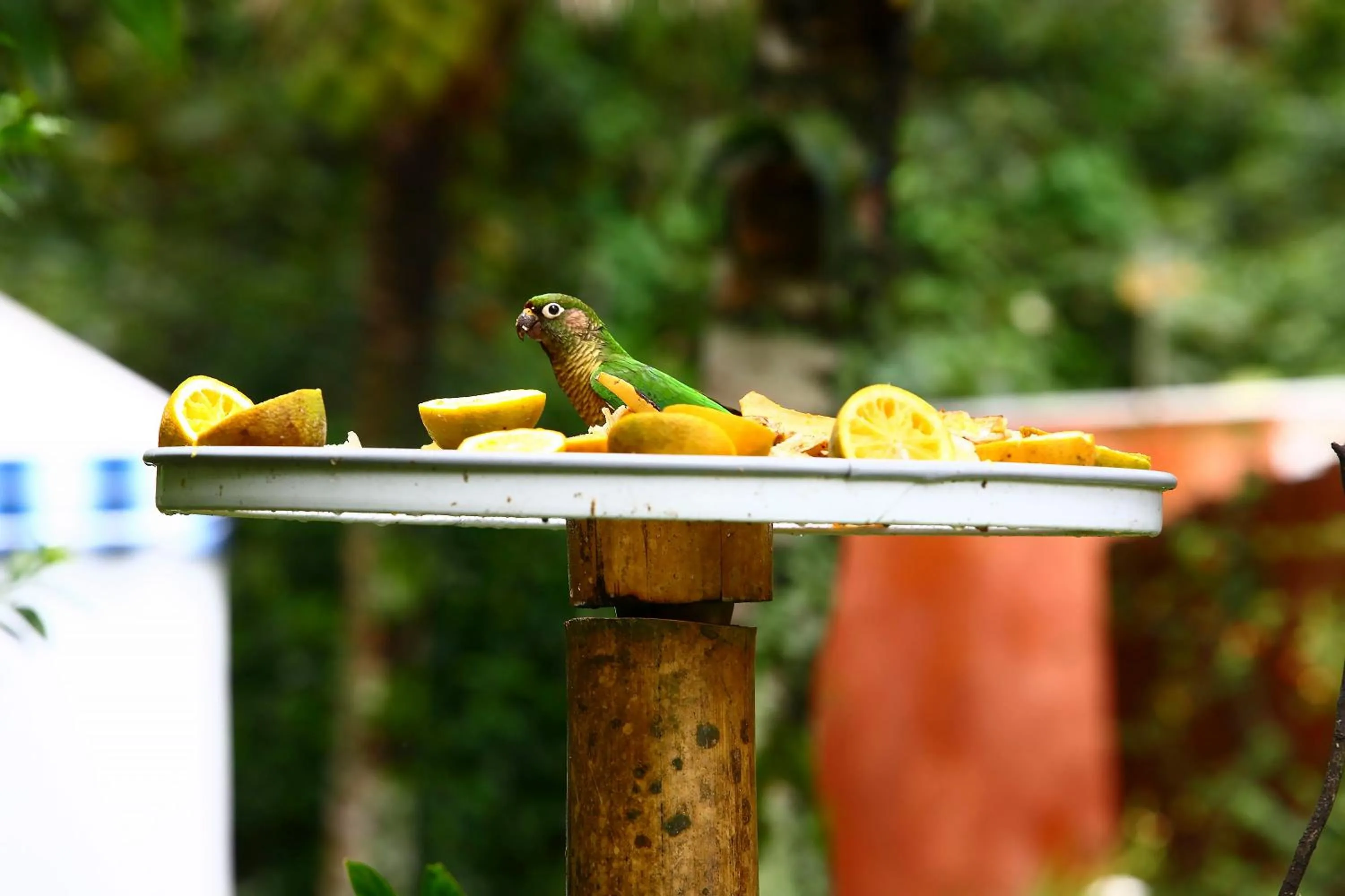 Animals in Hotel Ilhasol