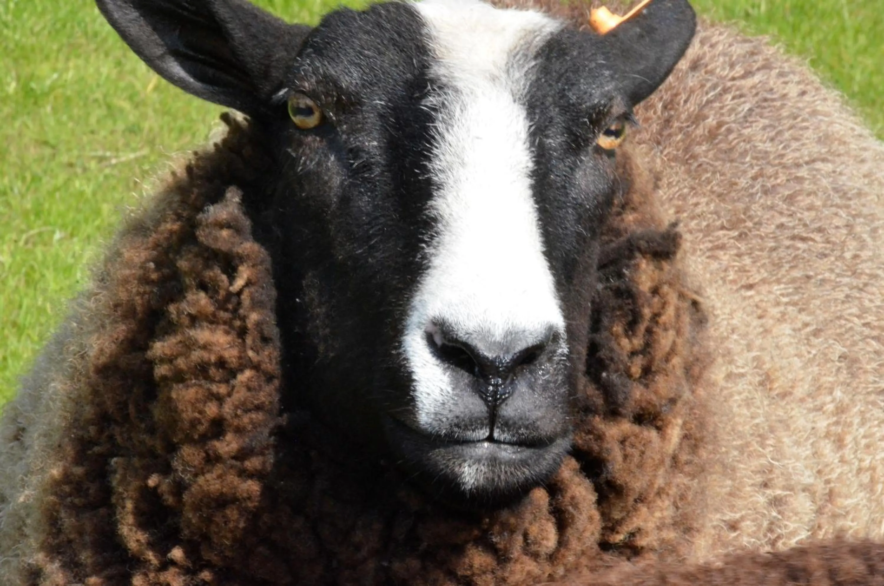 Animals in Stee 23