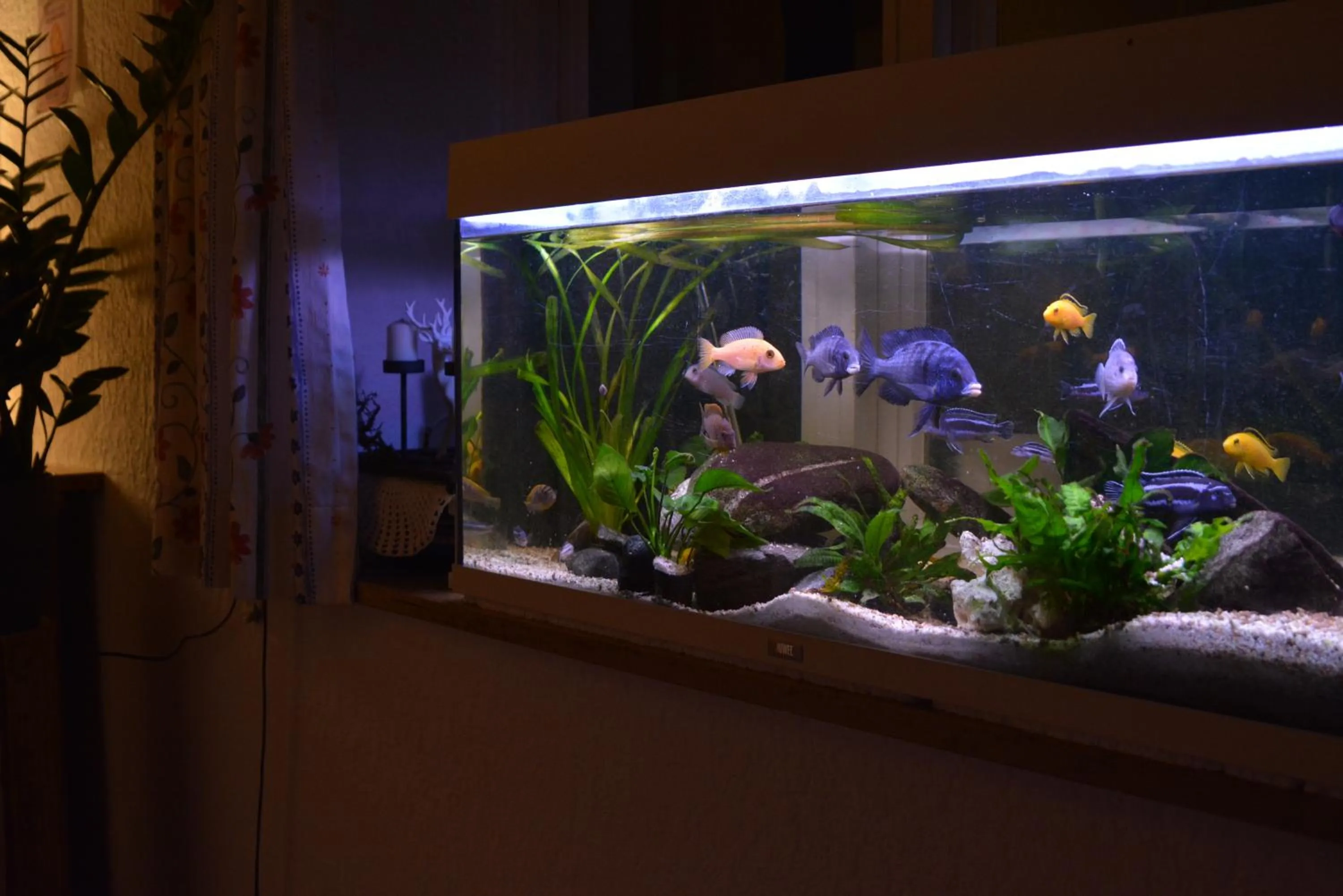 Property building in Hotel-Gasthof Zur Rose