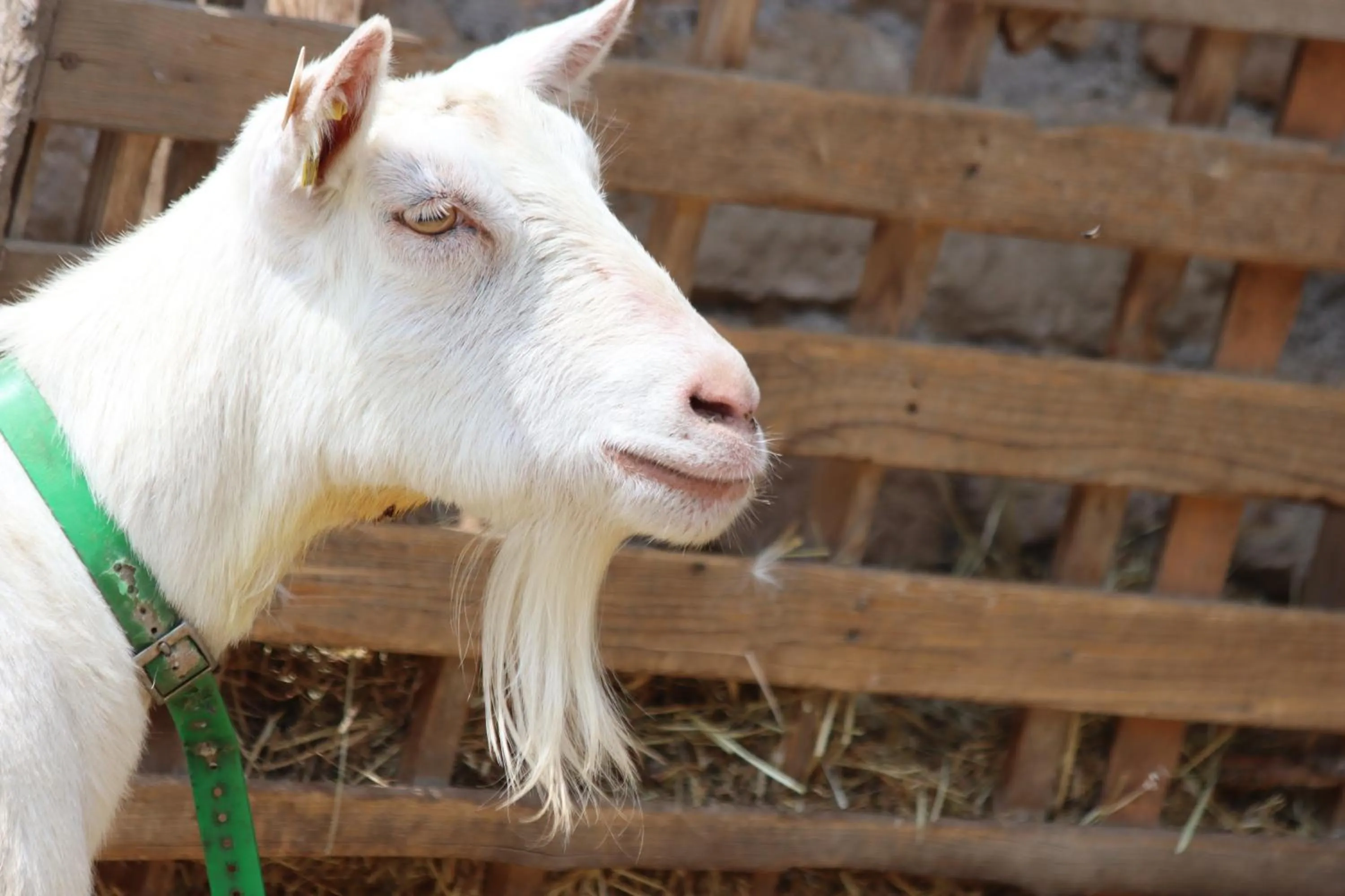 Chambre d'hôtes Le Cascadou