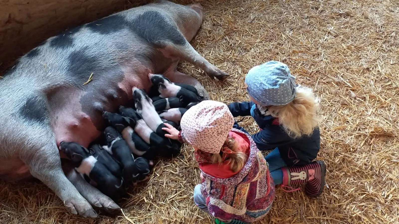 Animals in Waldhotel