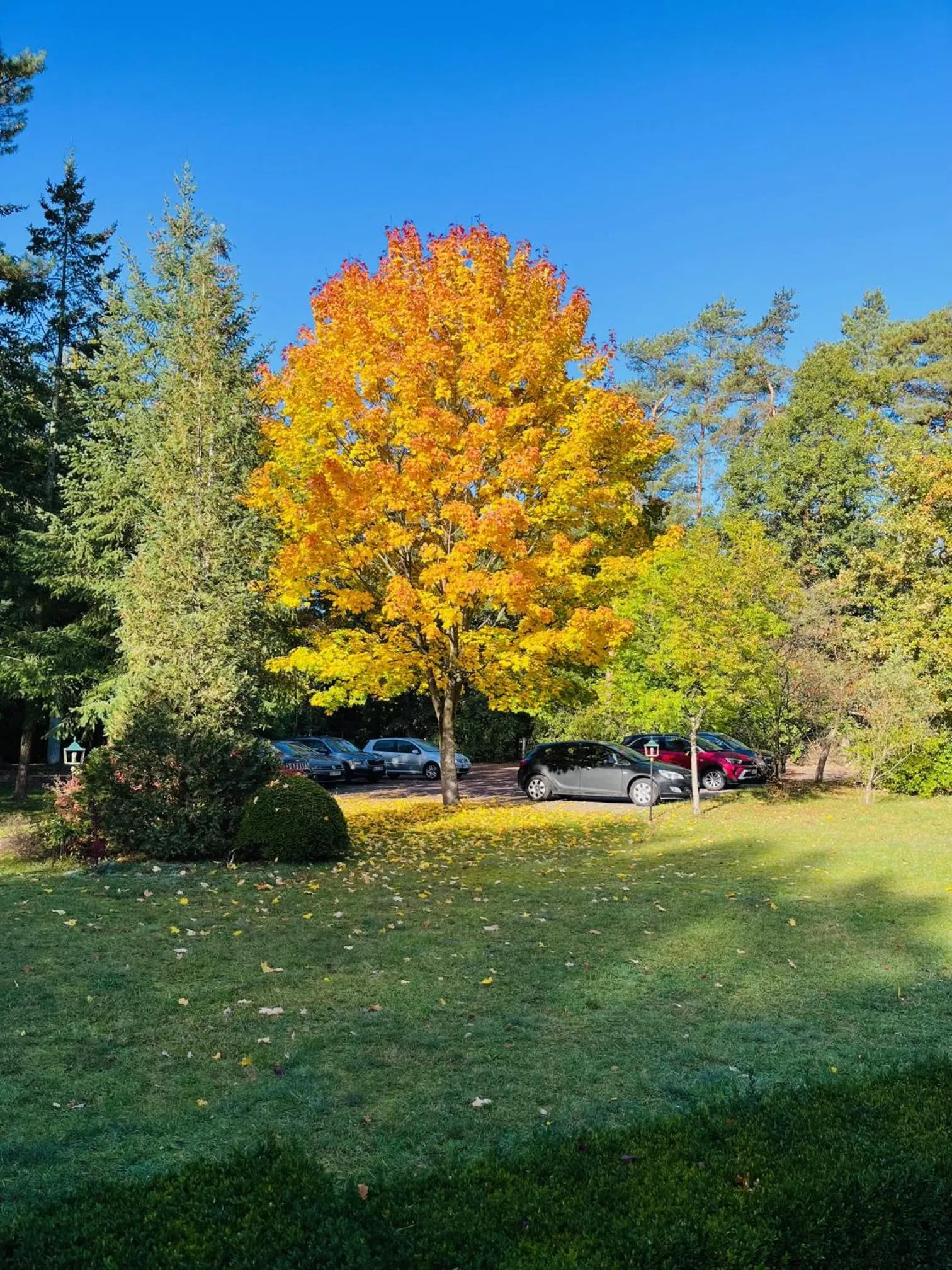 View (from property/room) in Waldhotel