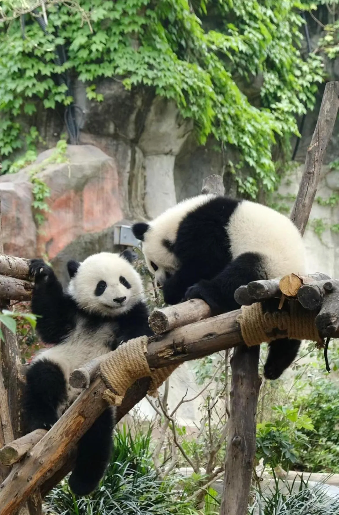 Animals in Rhombus Park Aura Chengdu Hotel