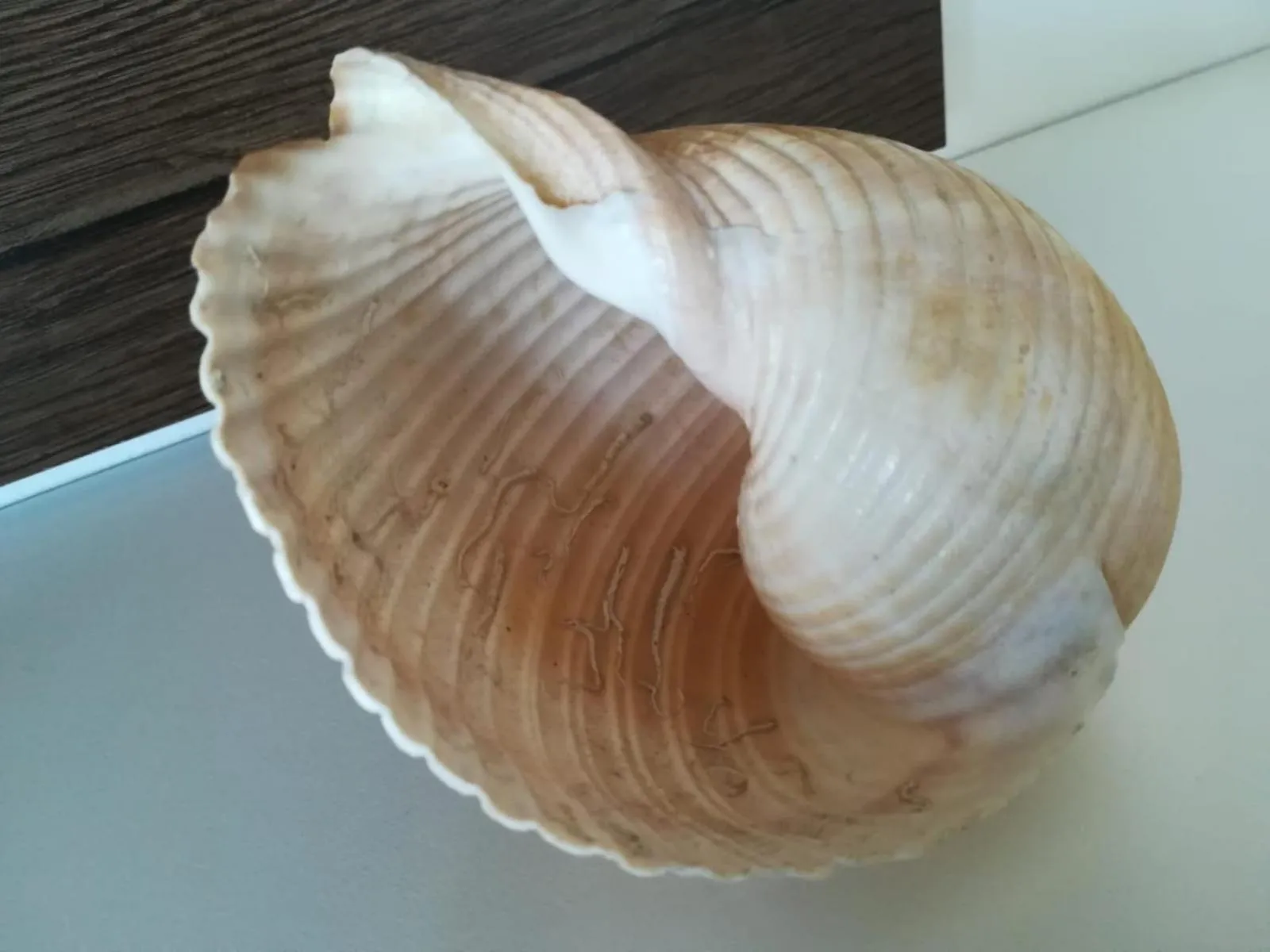 Decorative detail in Apartman Betty