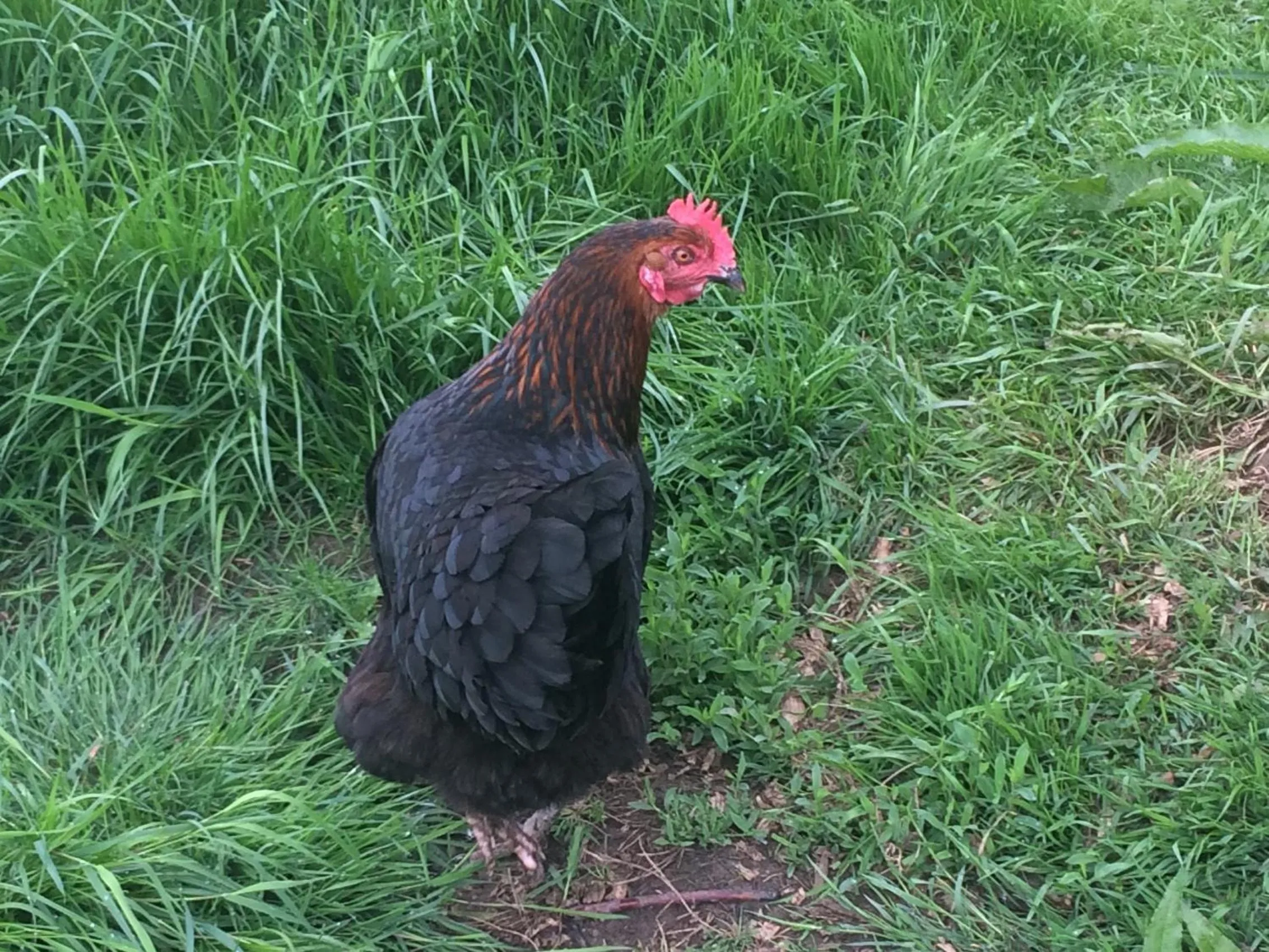 Animals in Eydon B&B