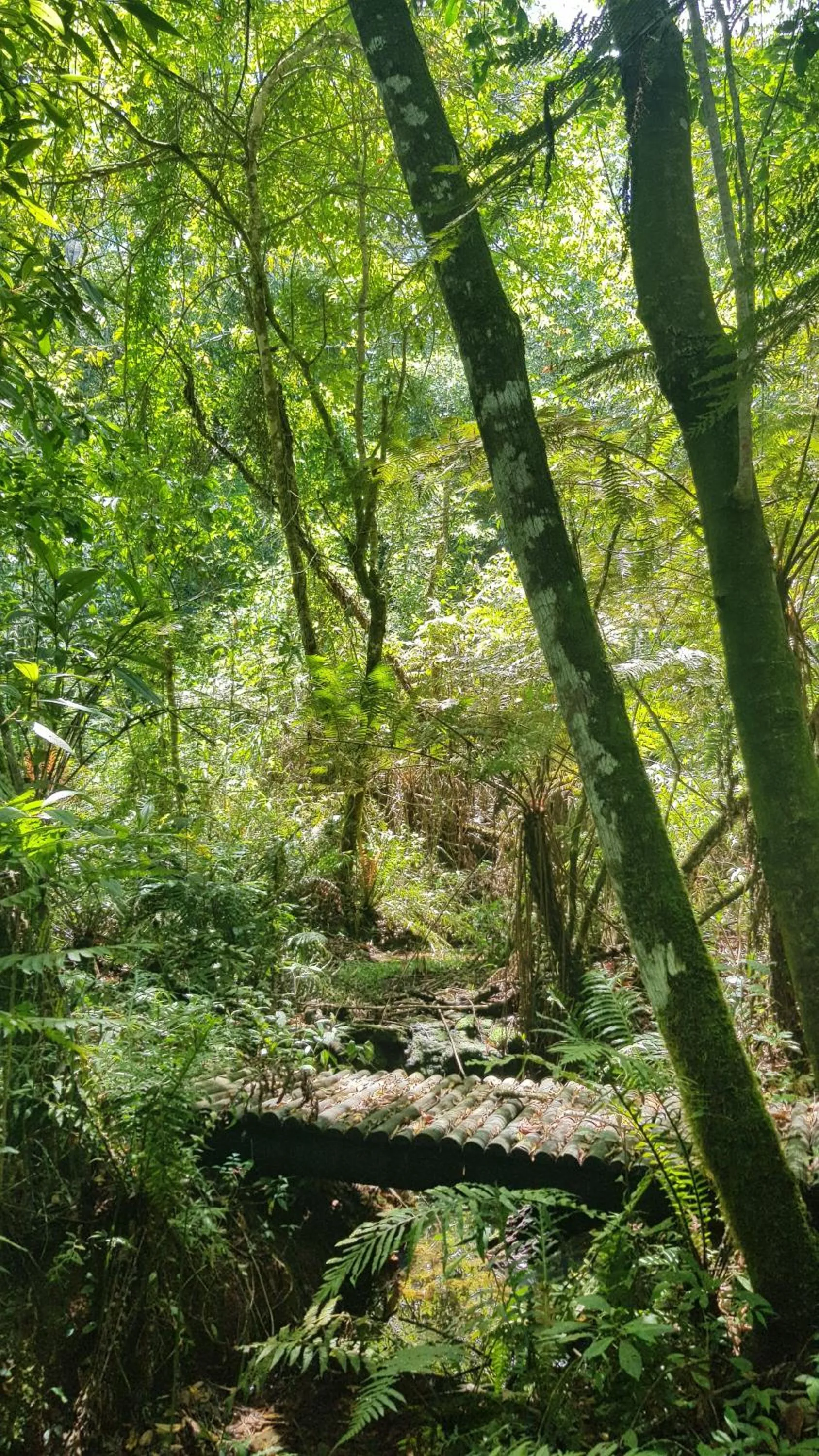 Hiking in Pousada Candonga da Serra