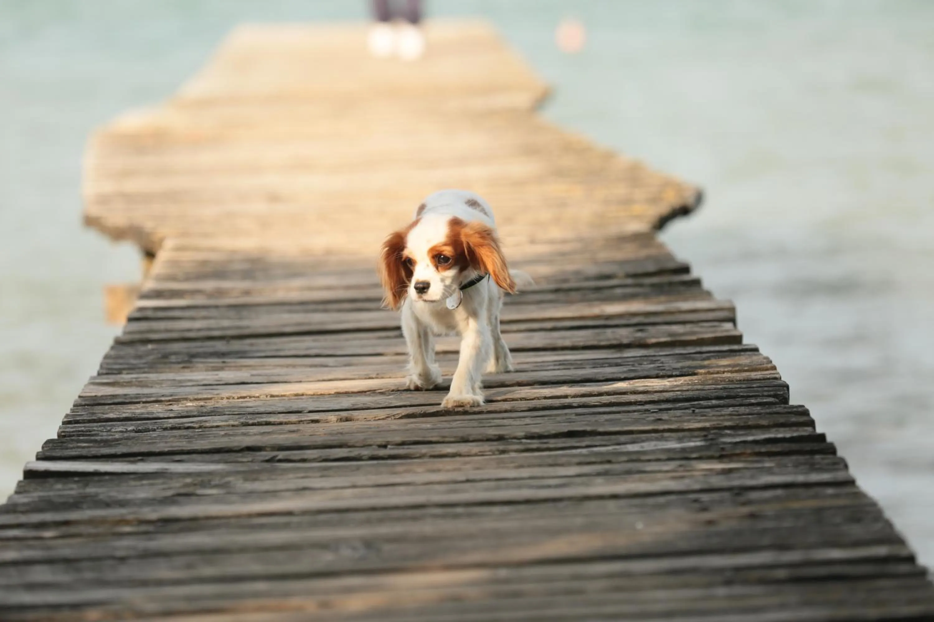 Pets in Hotel Buena Onda