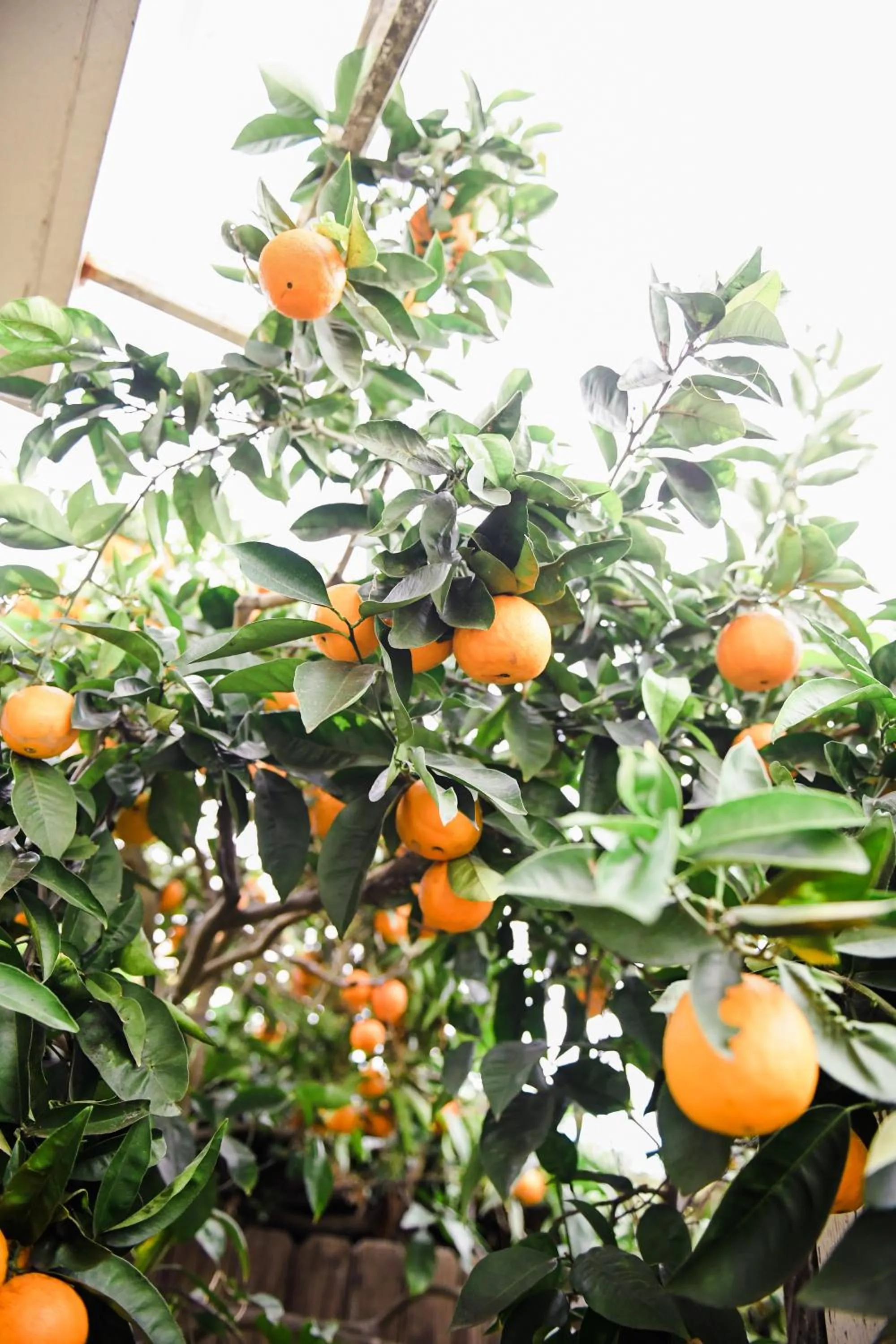 Garden in Bath Street Inn