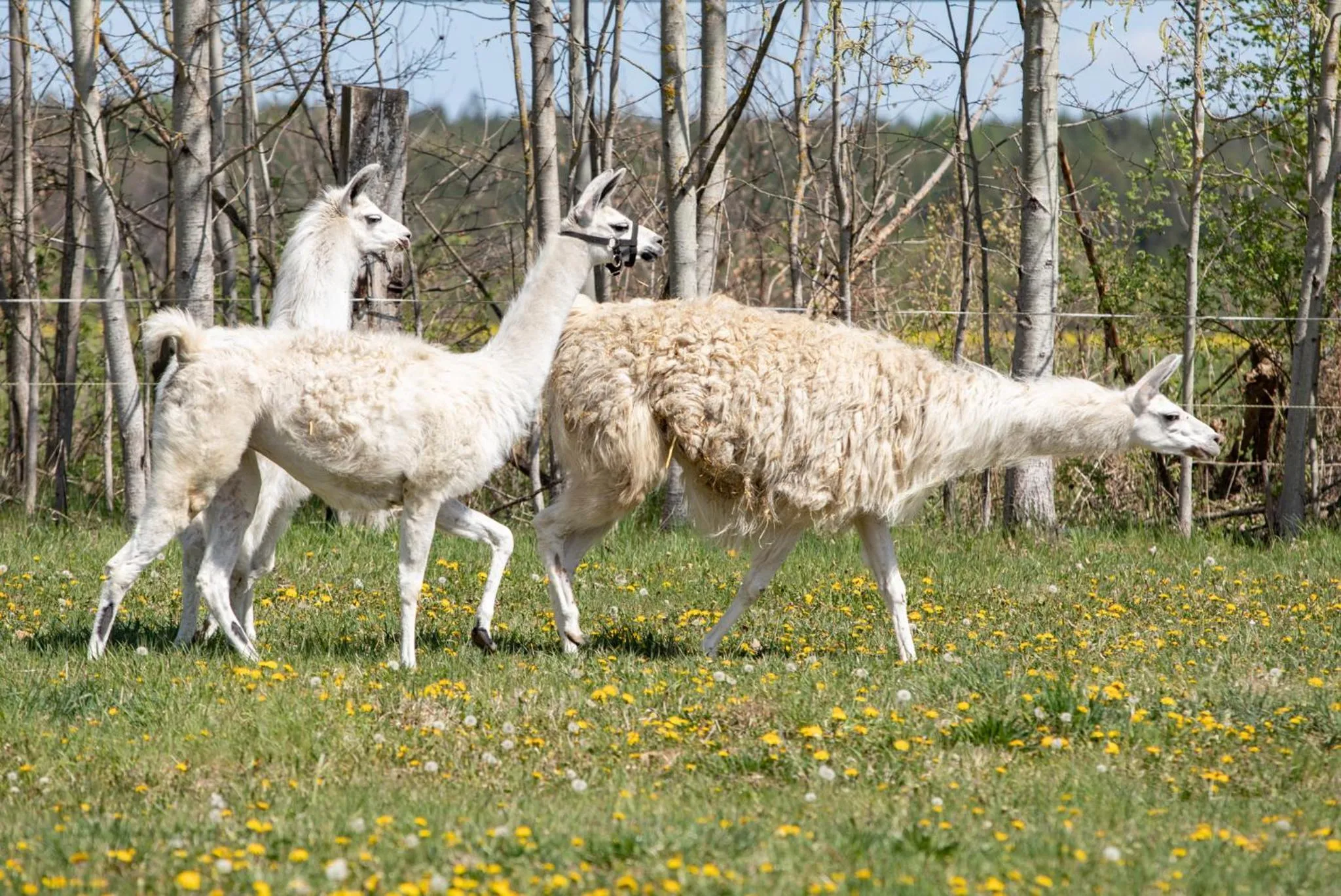 Residence Safari Resort - Chateau