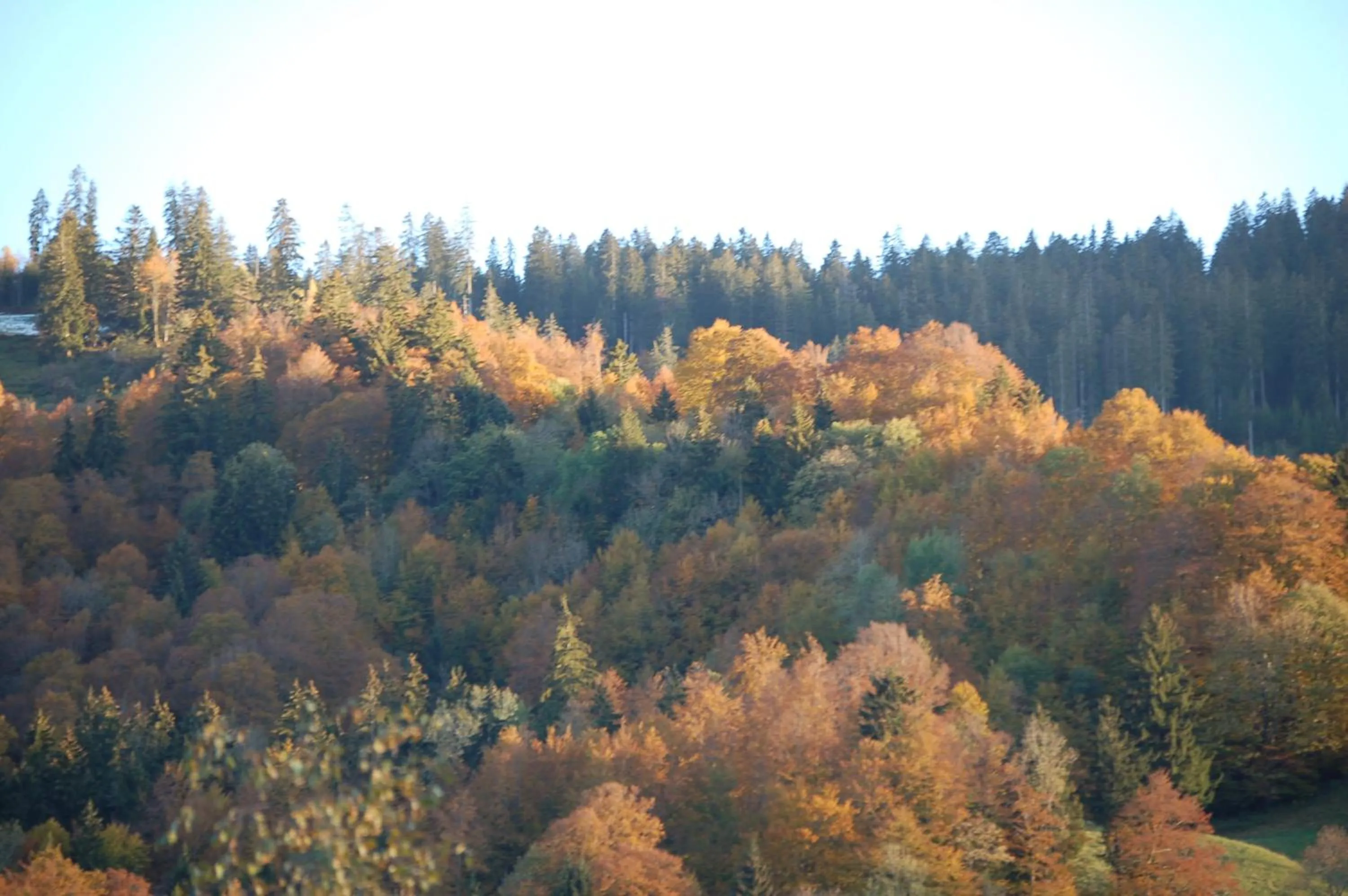 Natural landscape in Gasthaus Schäfli