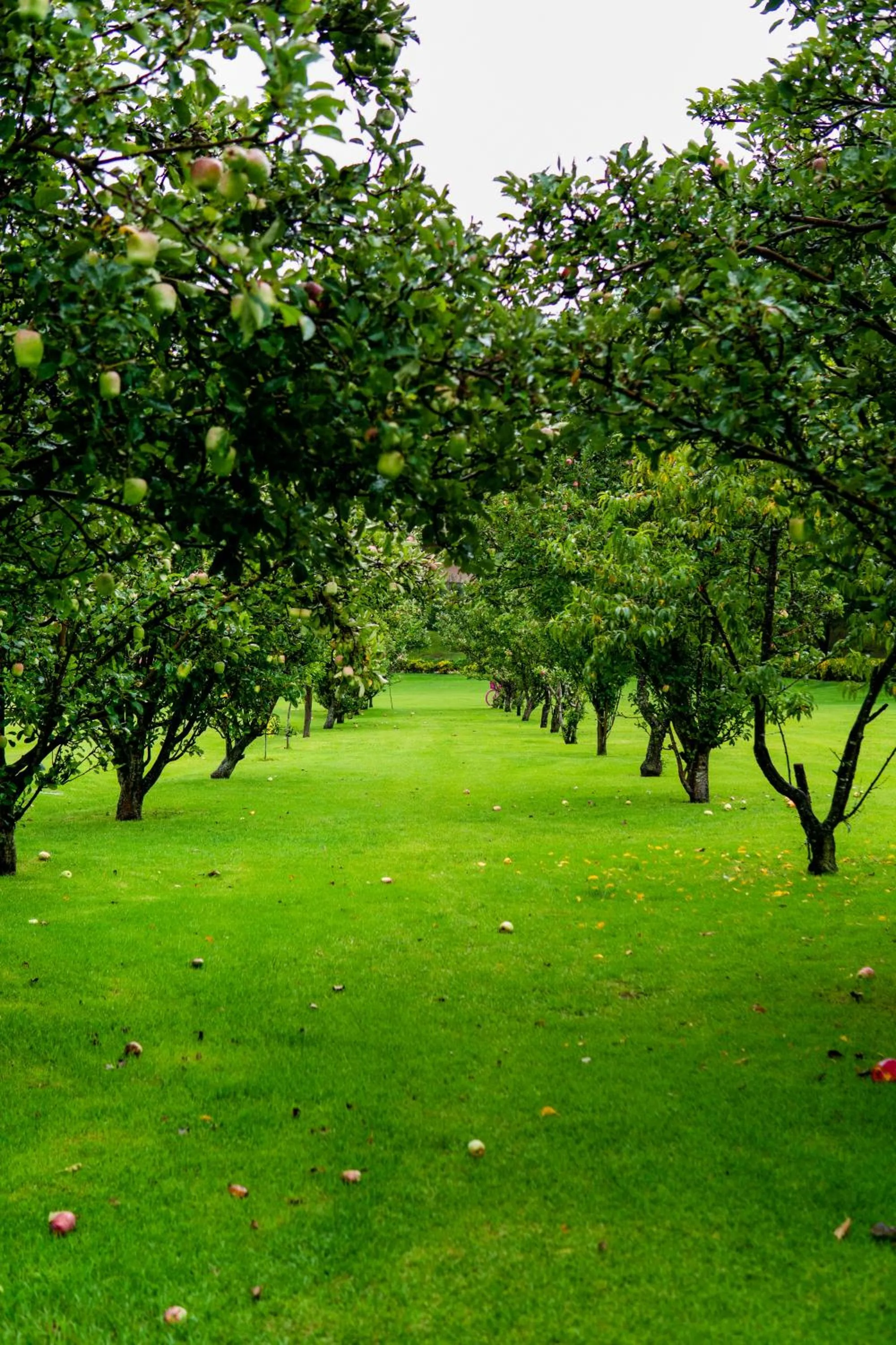 Garden in Sierra Lago