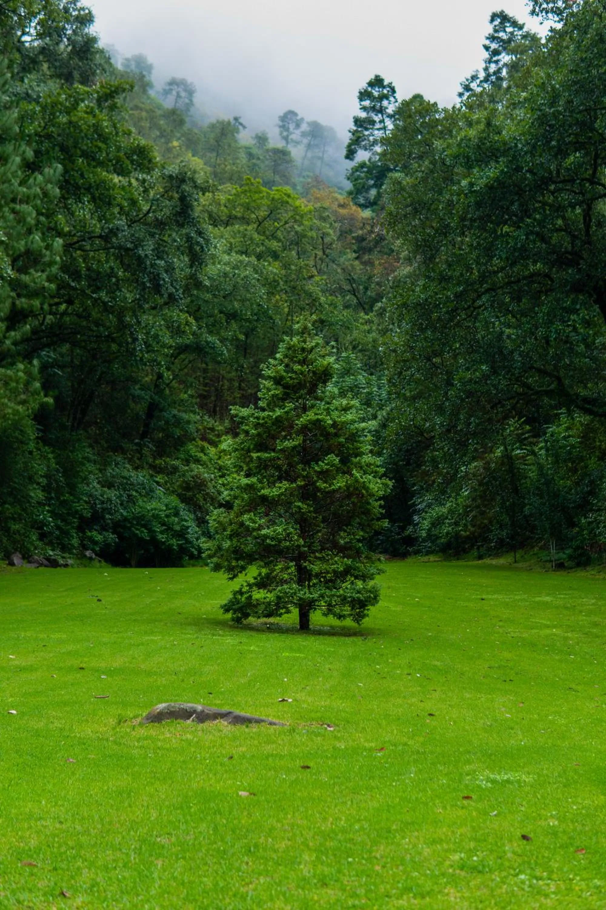 Garden in Sierra Lago