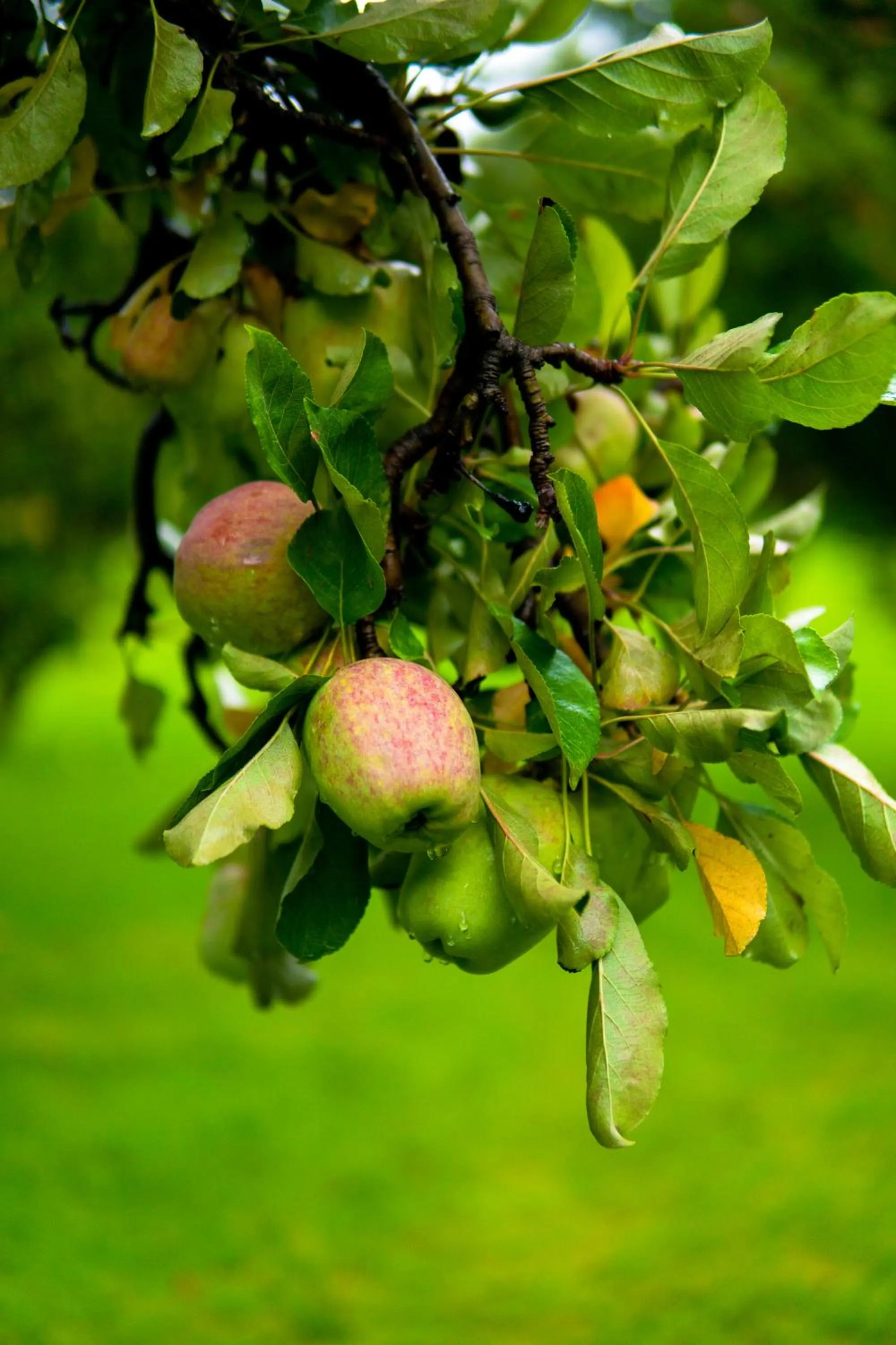 Garden in Sierra Lago