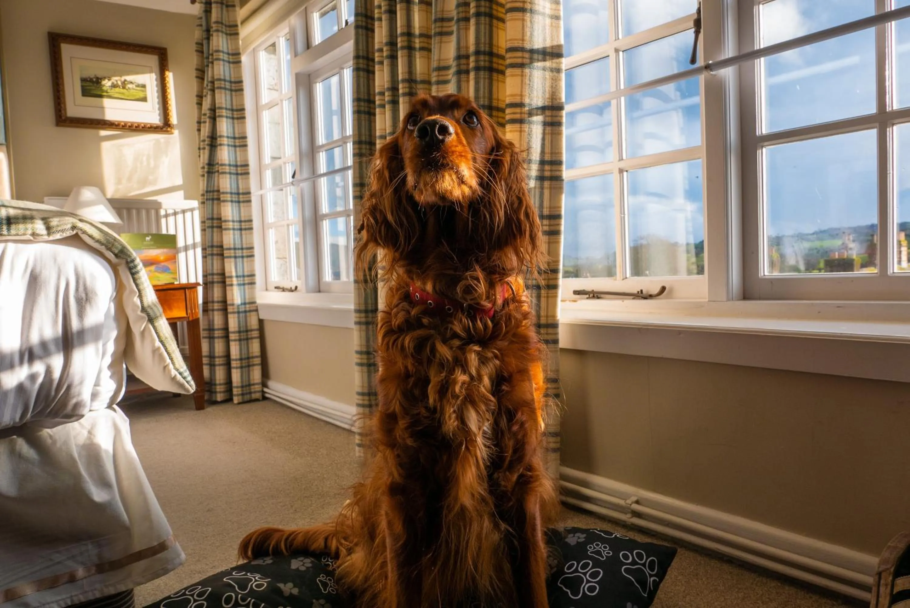 Pets in The White Hart Hotel