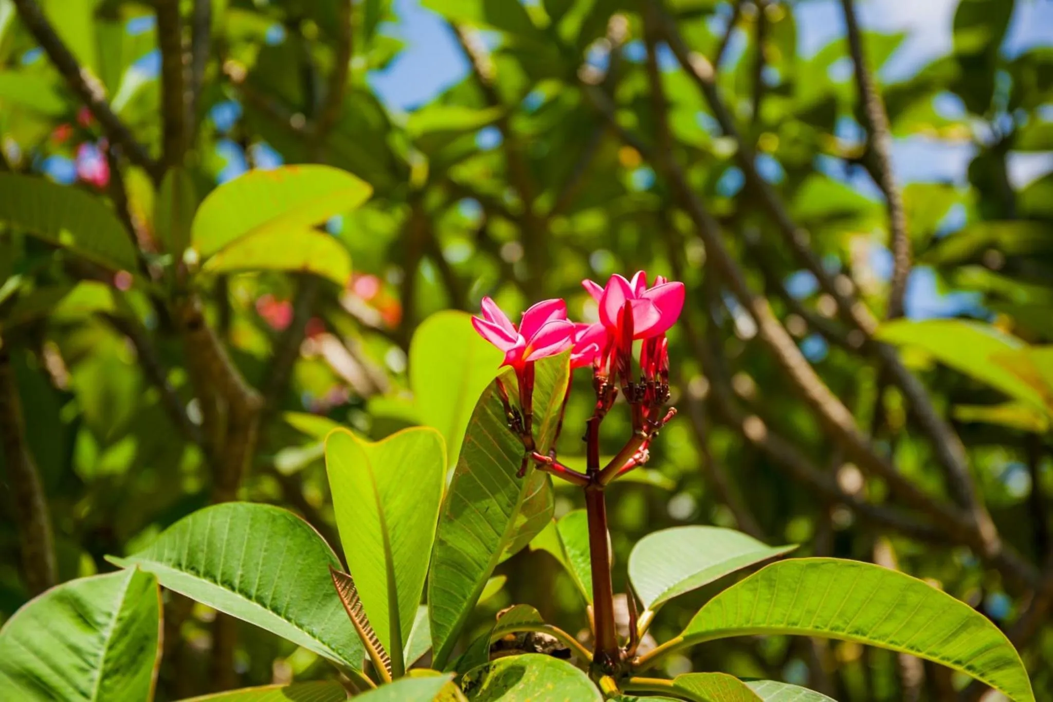 Sea Sand Sun Resort, Lanta Island