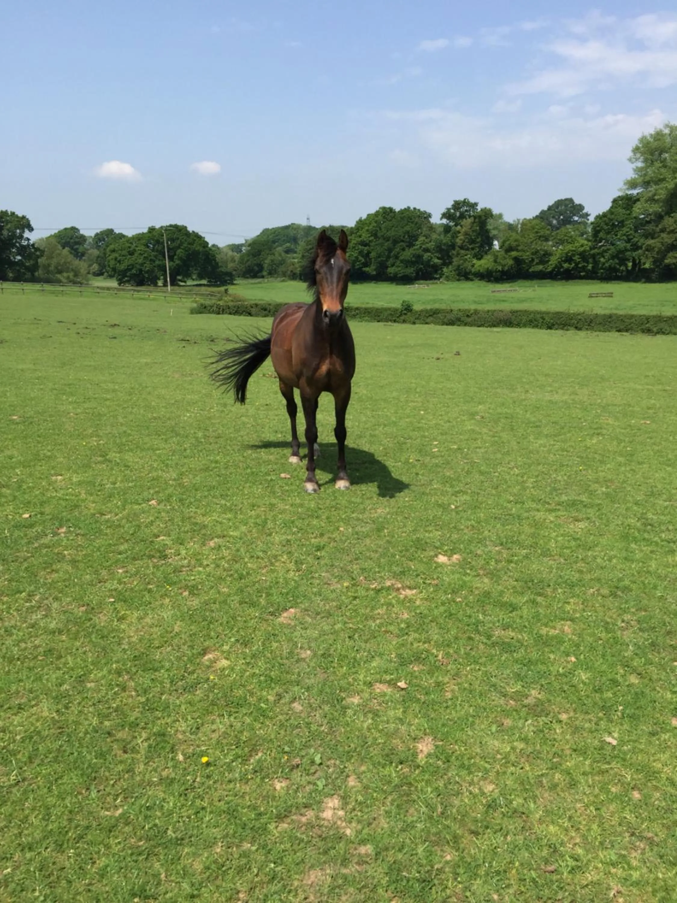 Animals in Barons Granary