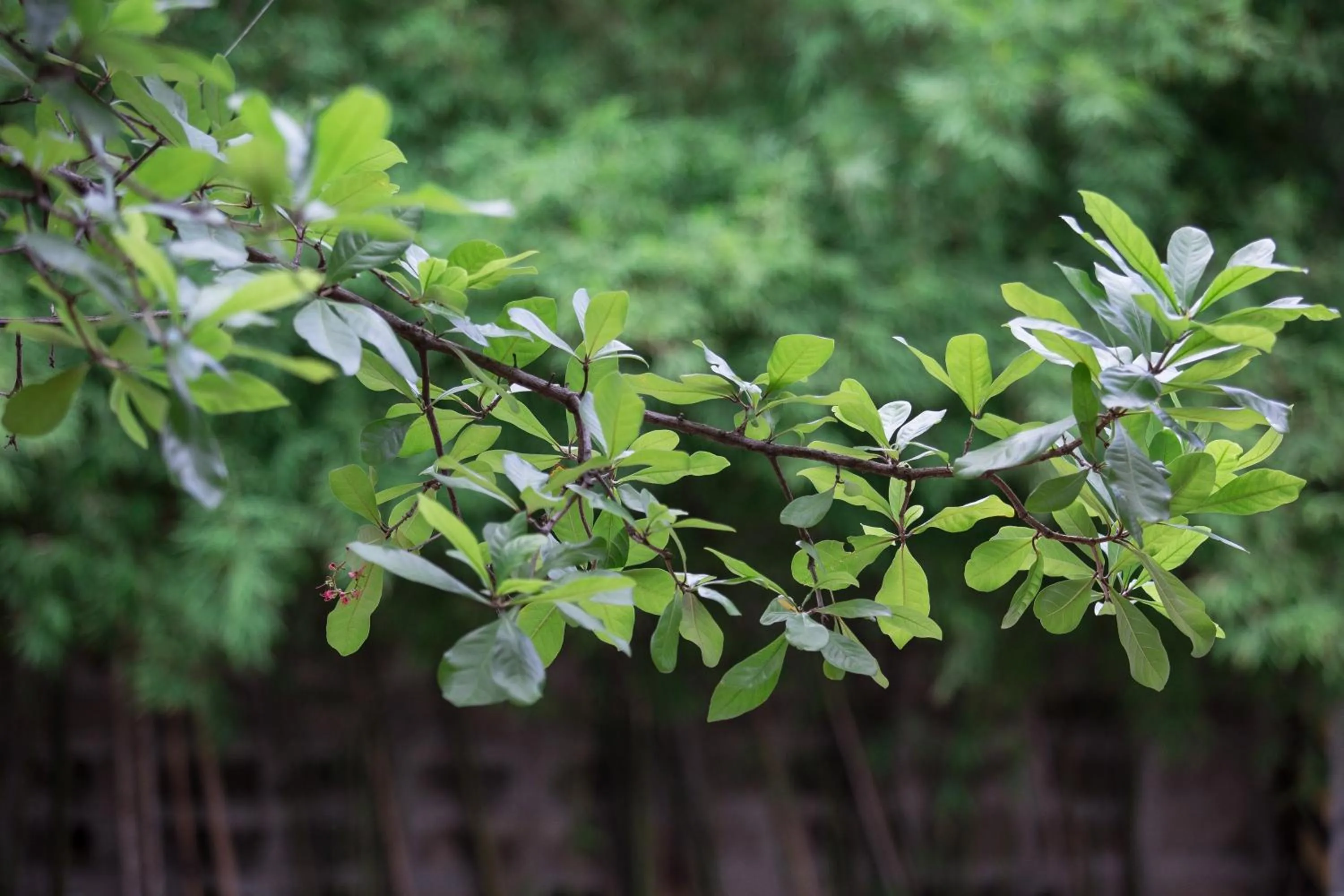 View (from property/room) in Singha Montra Lanna Boutique Style Hotel