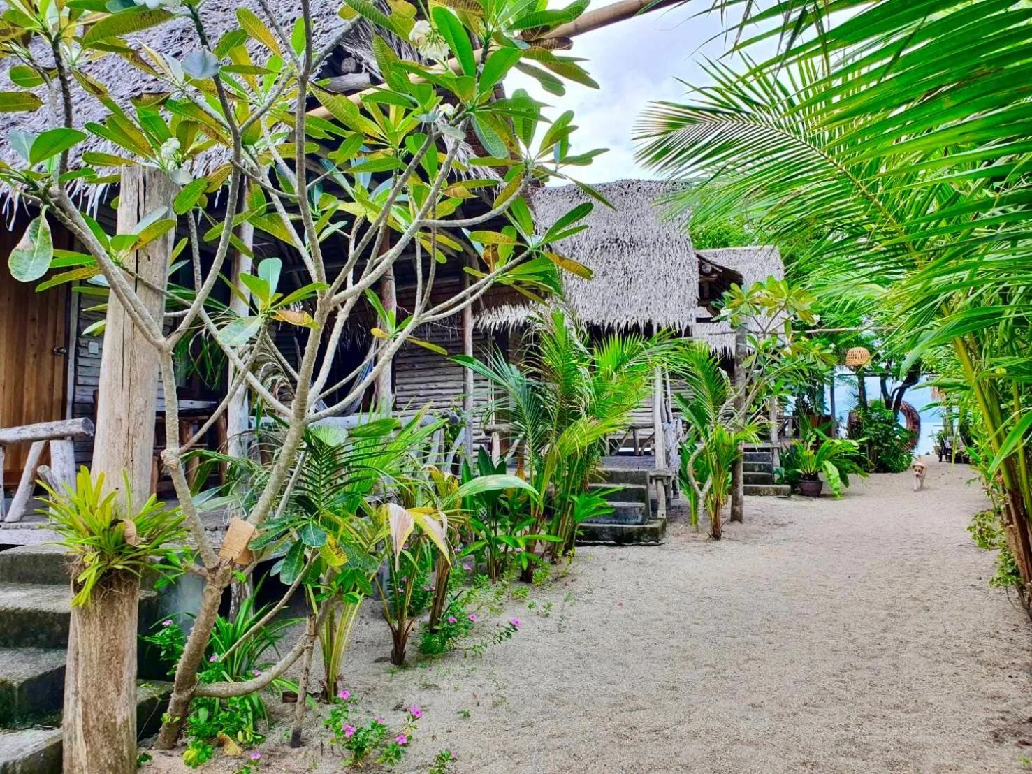 Garden in Absolute Beachfront Resort