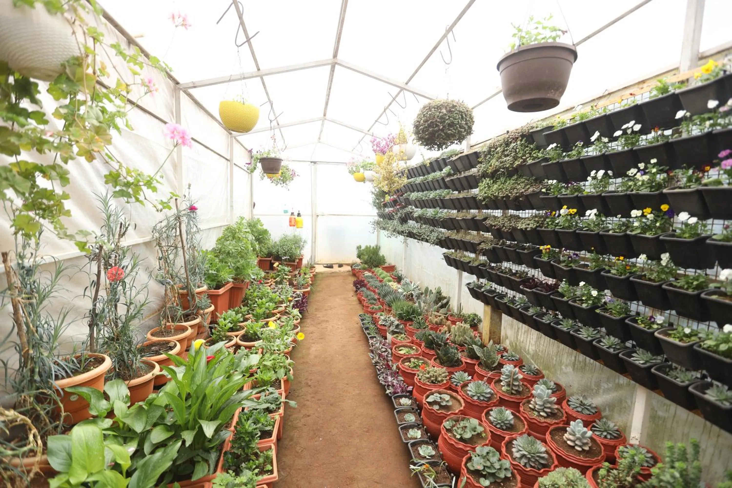 Garden in Delightz Inn