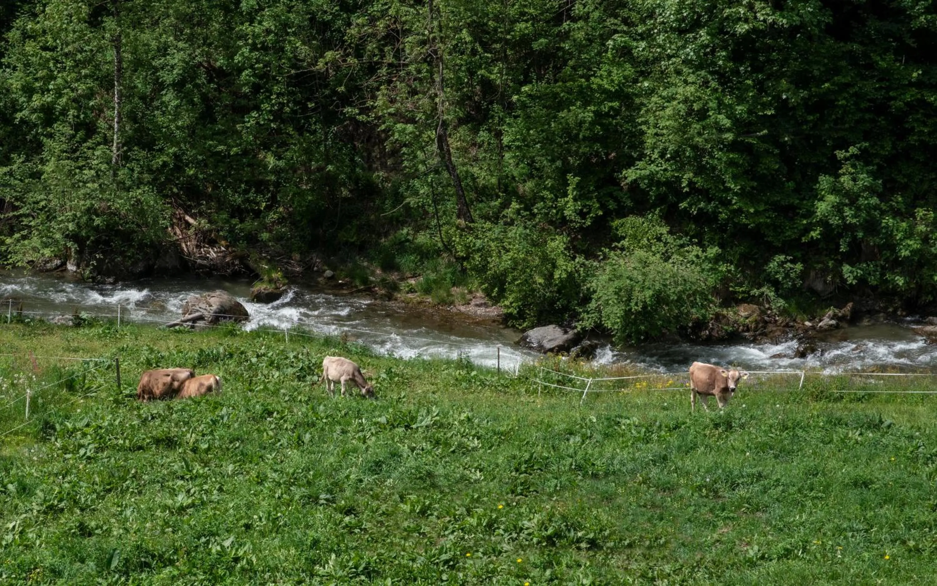 Day in Hotel Chalet Genziana