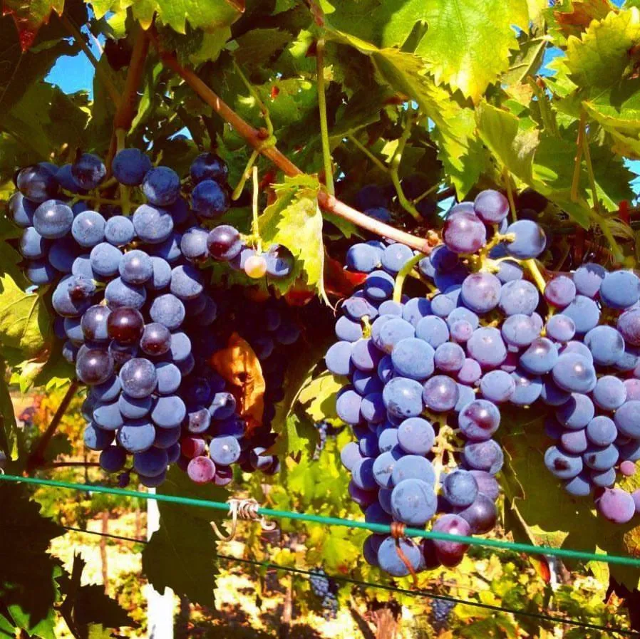 Food in Trulli Panoramici