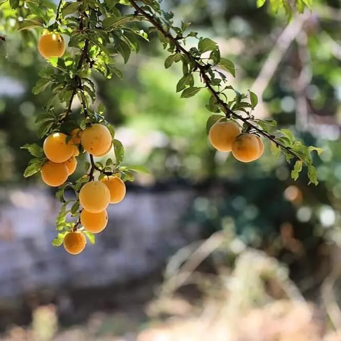 Food in Trulli Panoramici