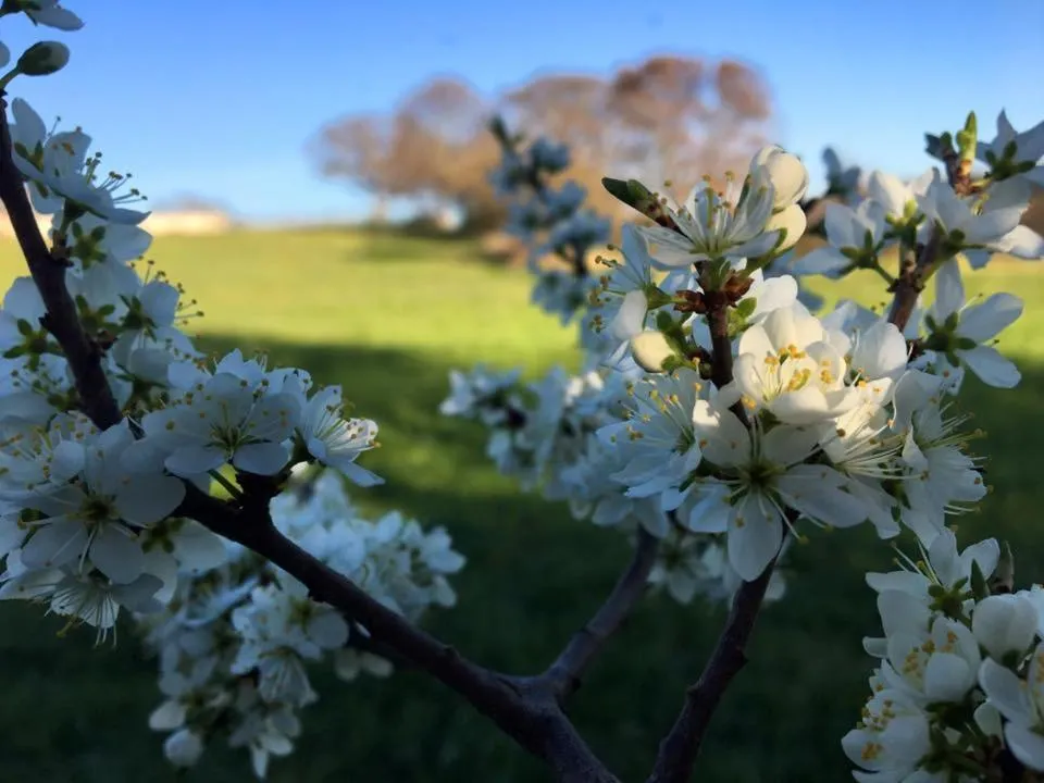 Natural landscape in Trulli Panoramici