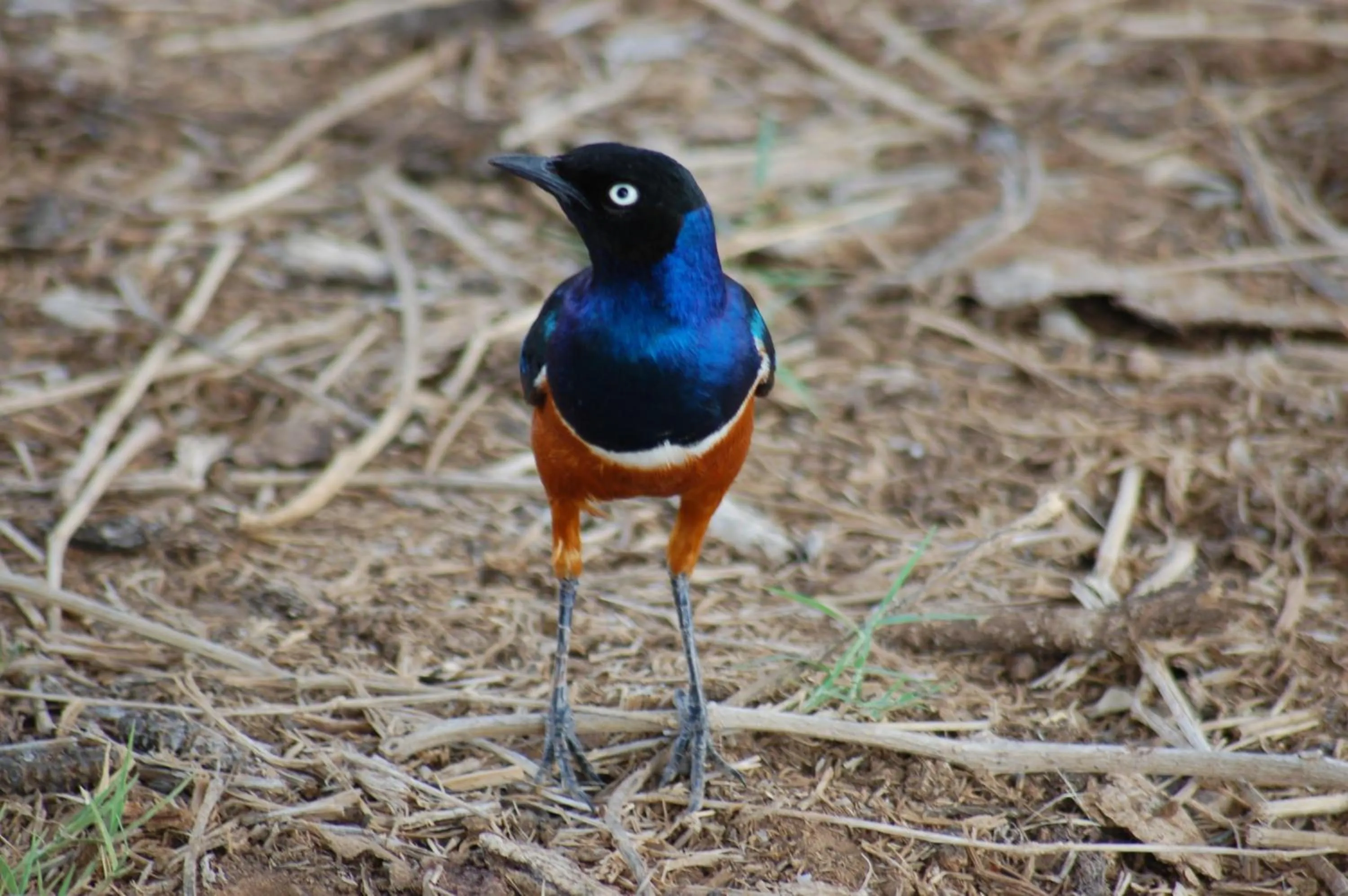 Animals in Samburu Intrepids Tented Camp