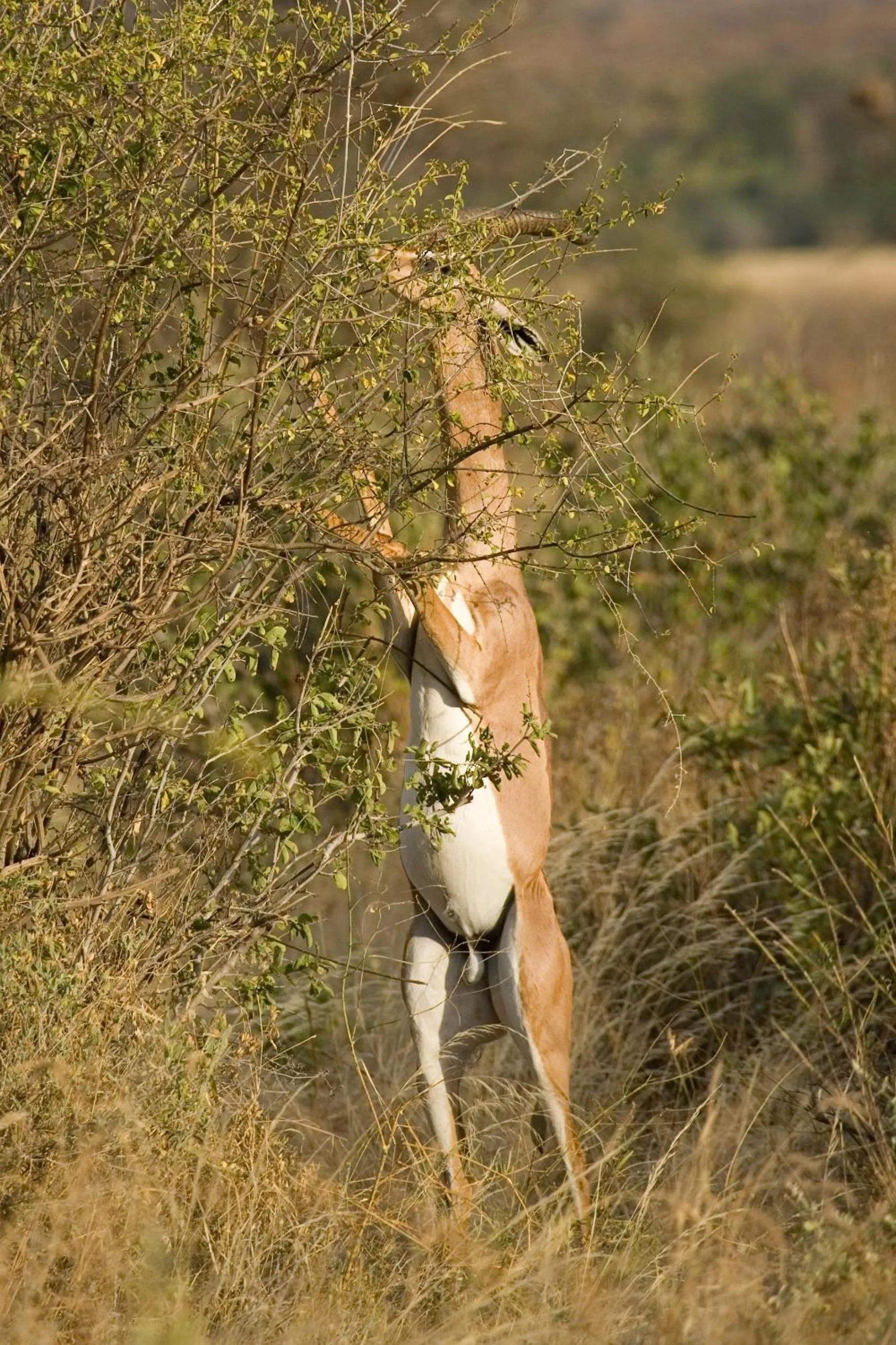 Animals in Samburu Intrepids Tented Camp