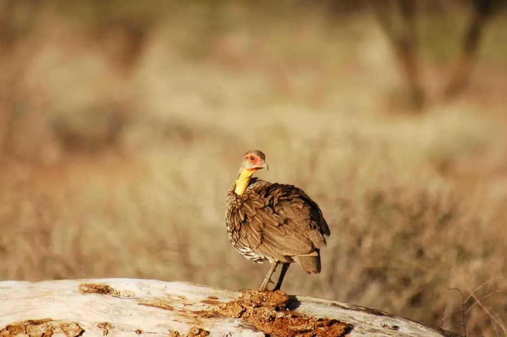 Animals in Samburu Intrepids Tented Camp