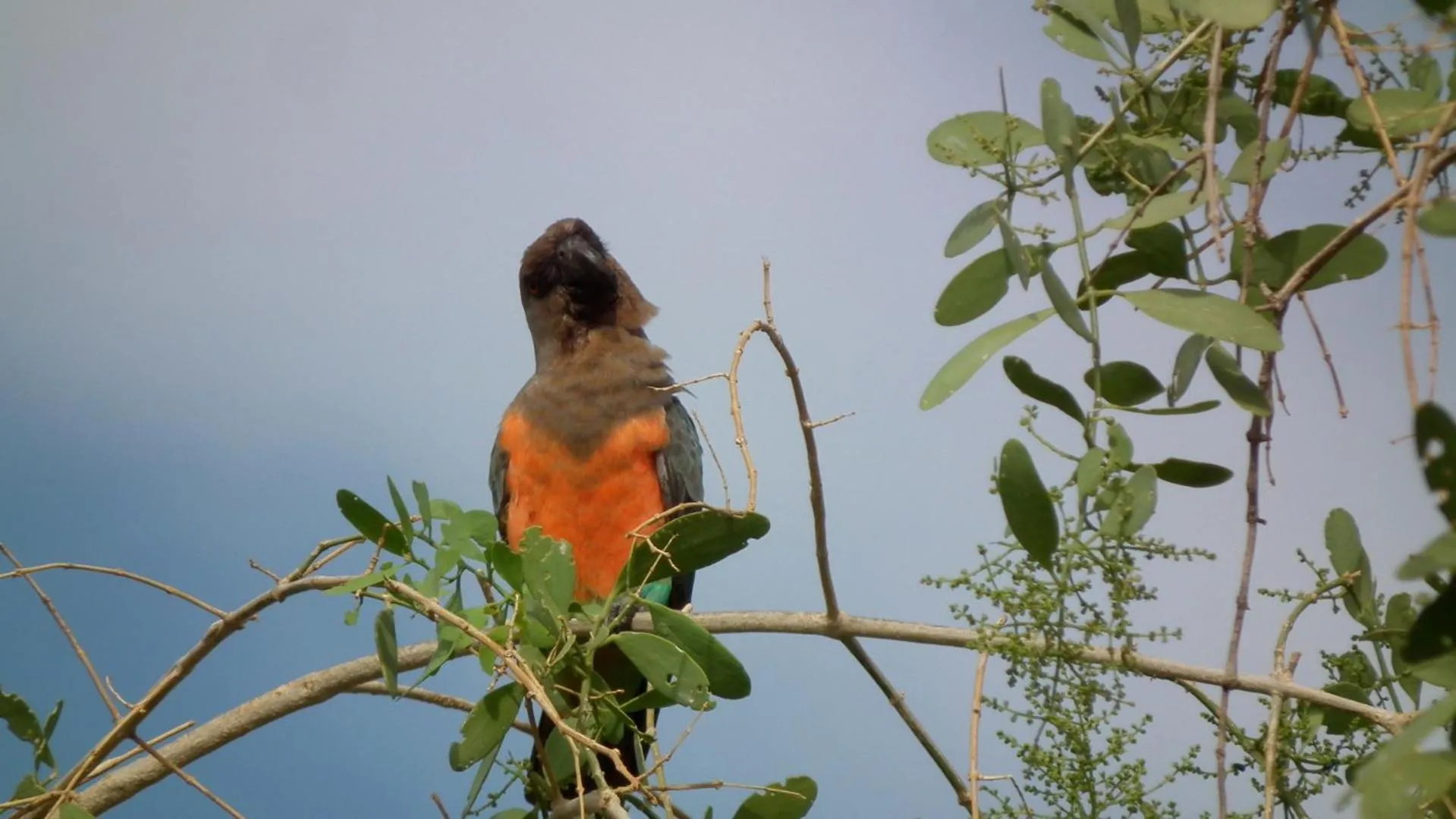 Animals in Samburu Intrepids Tented Camp