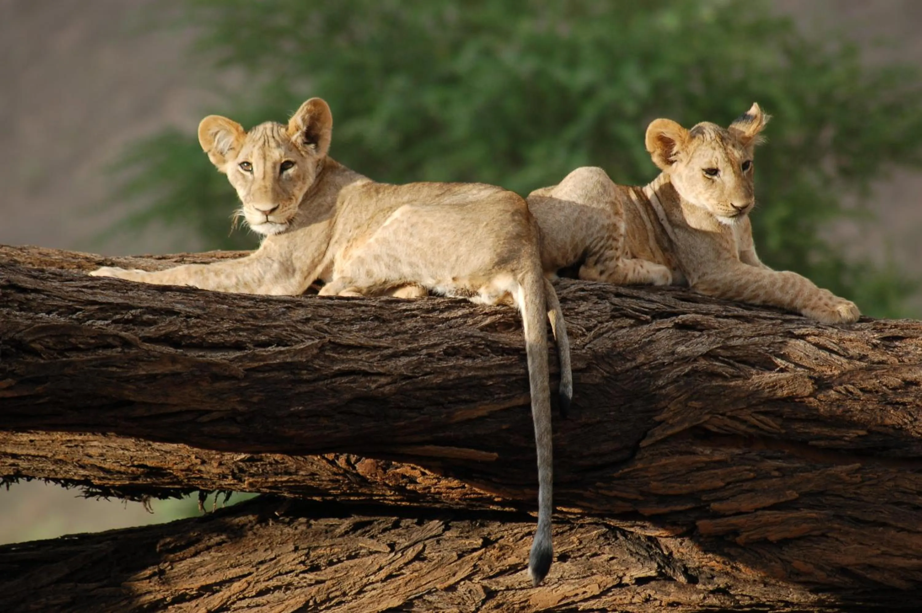 Animals in Samburu Intrepids Tented Camp