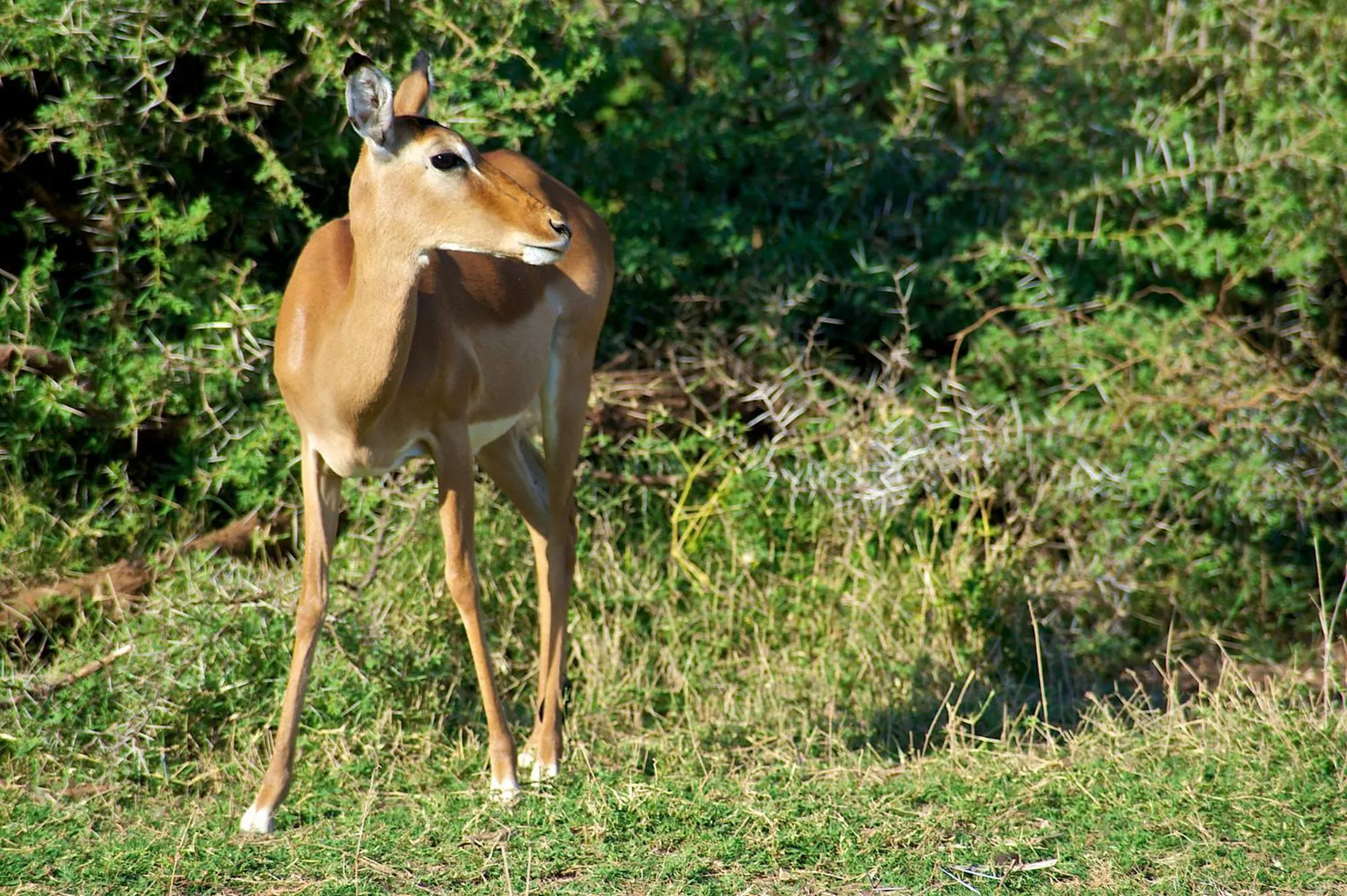 Animals in Samburu Intrepids Tented Camp