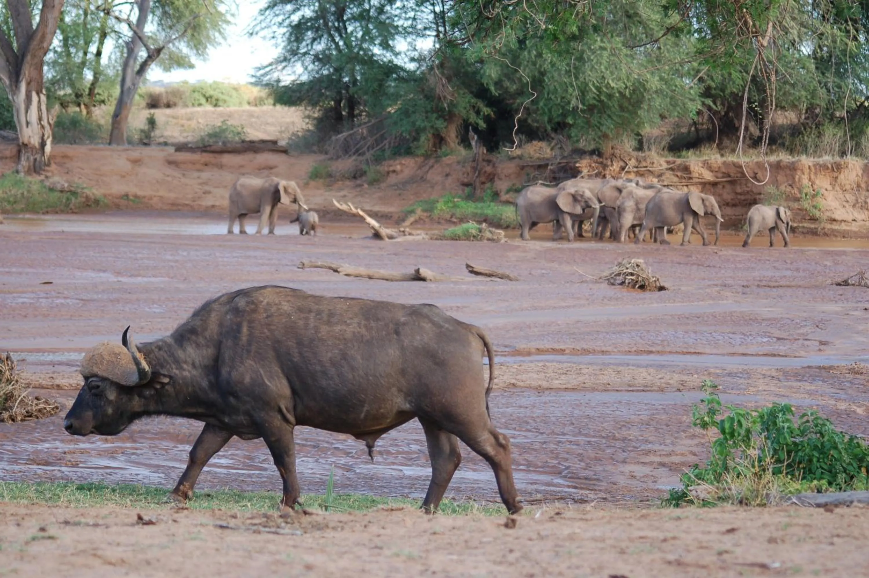 Animals in Samburu Intrepids Tented Camp