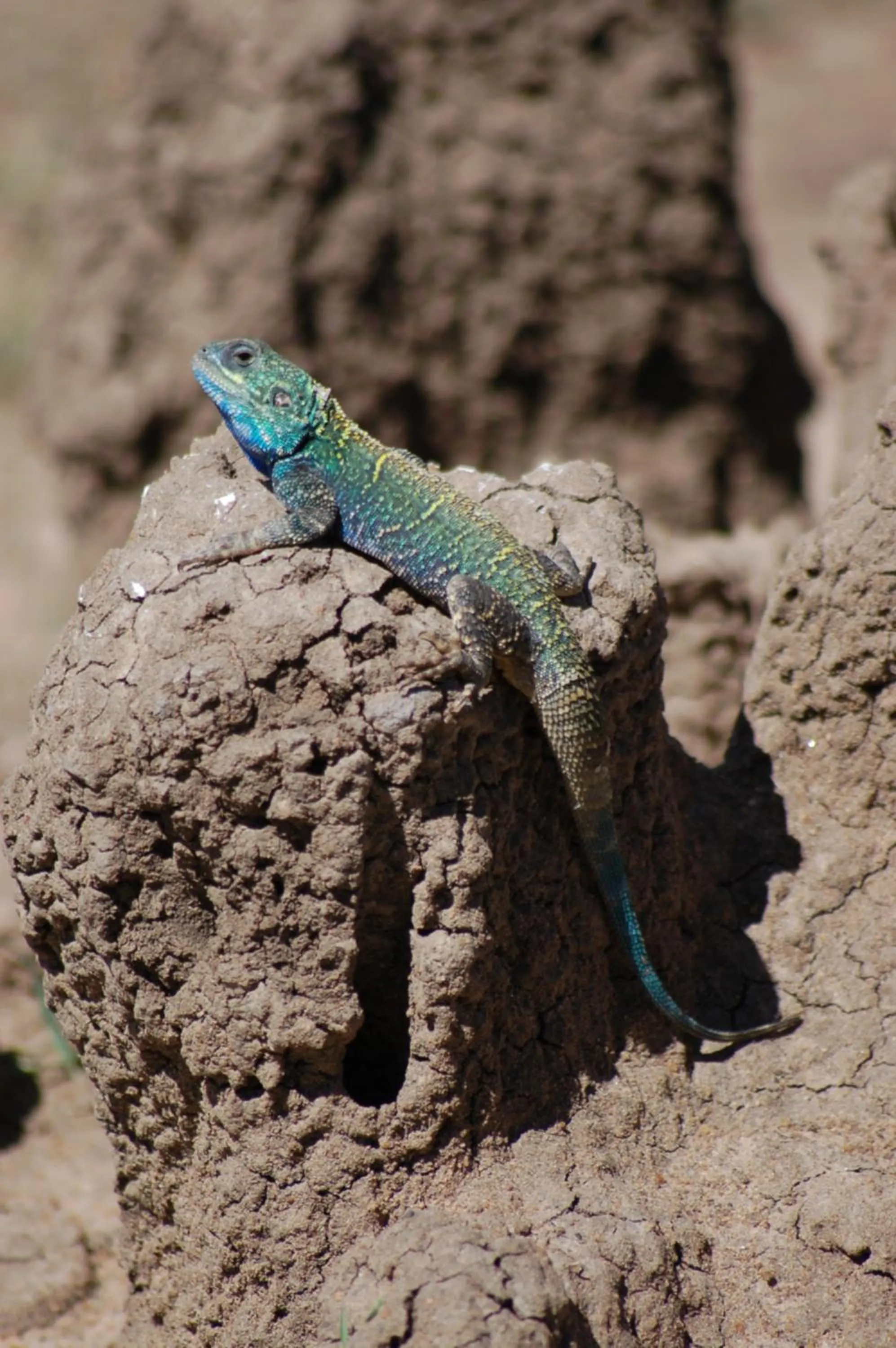 Animals in Mara Intrepids Tented Camp