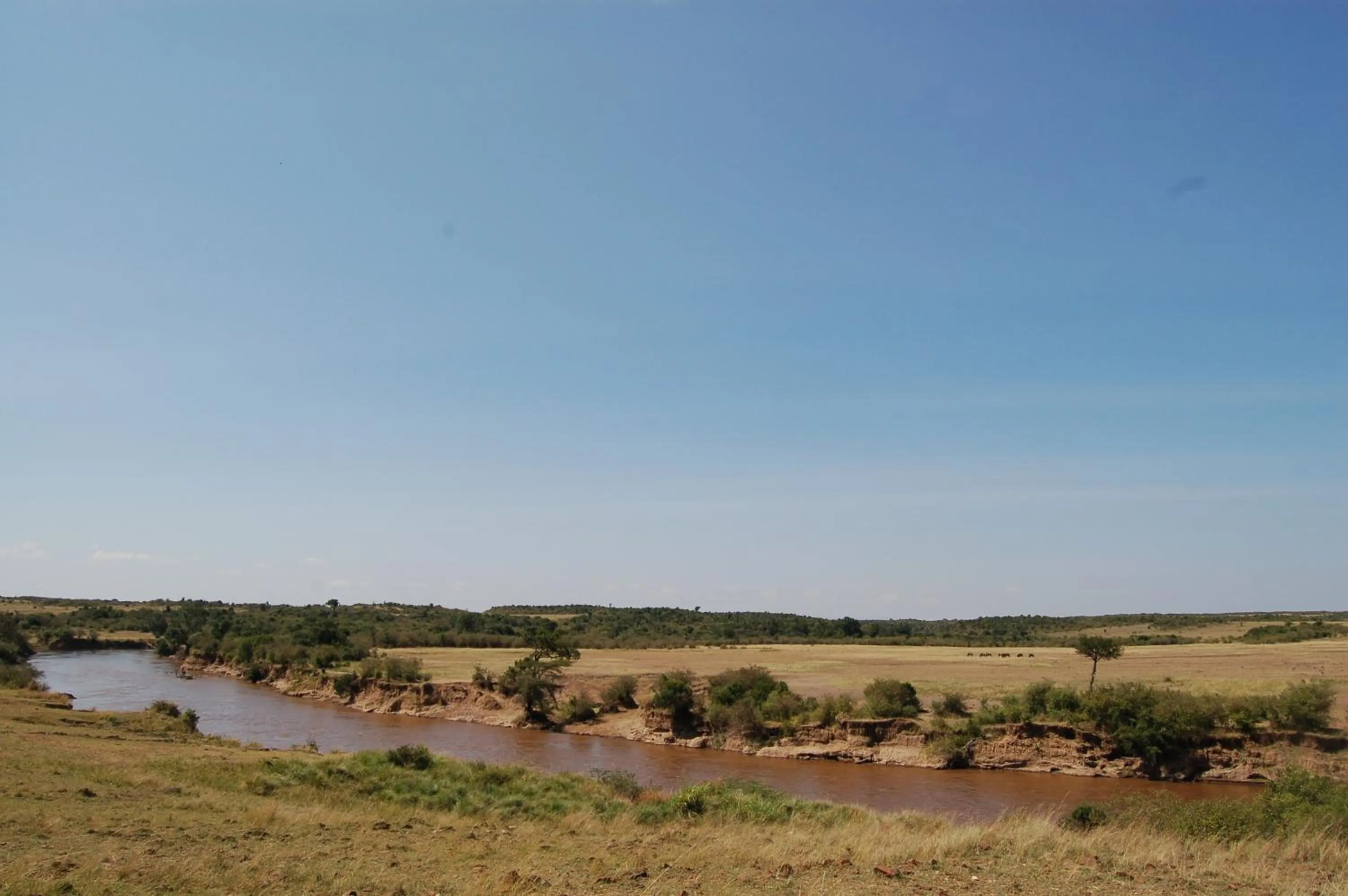 Day in Mara Intrepids Tented Camp