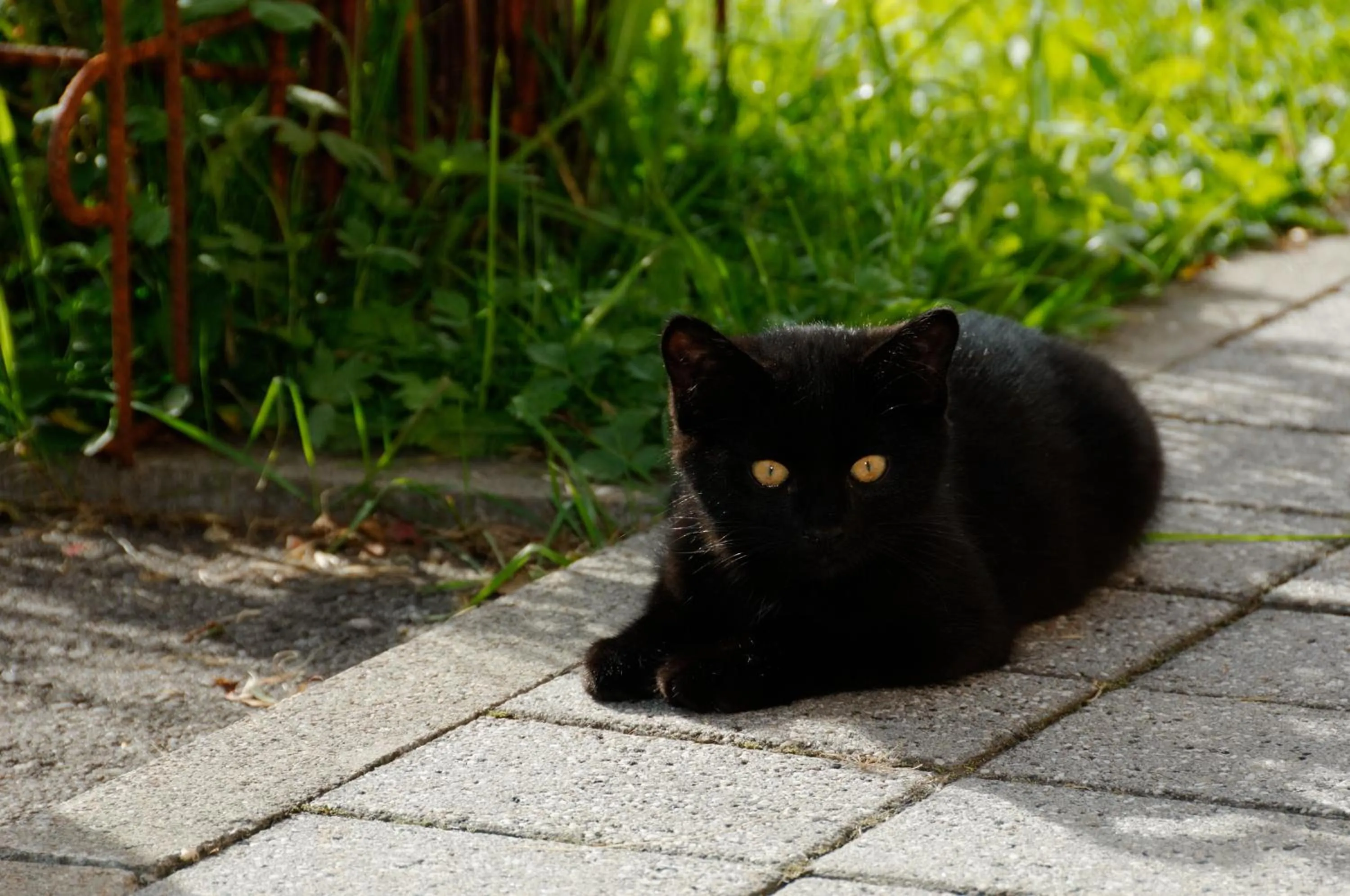 Animals in Panoramahof Eggele