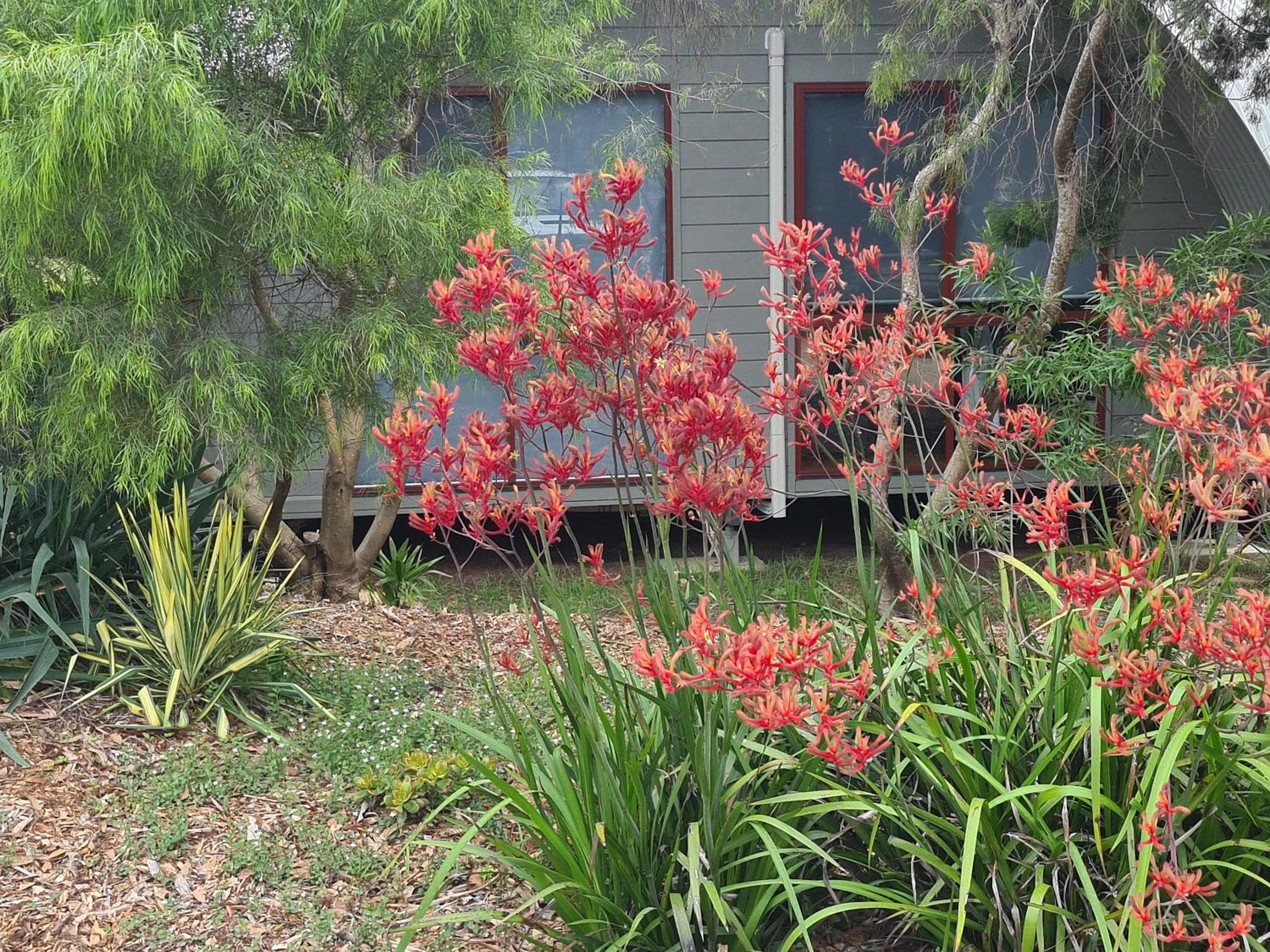 Garden in Mallacoota's Shady Gully Caravan Park