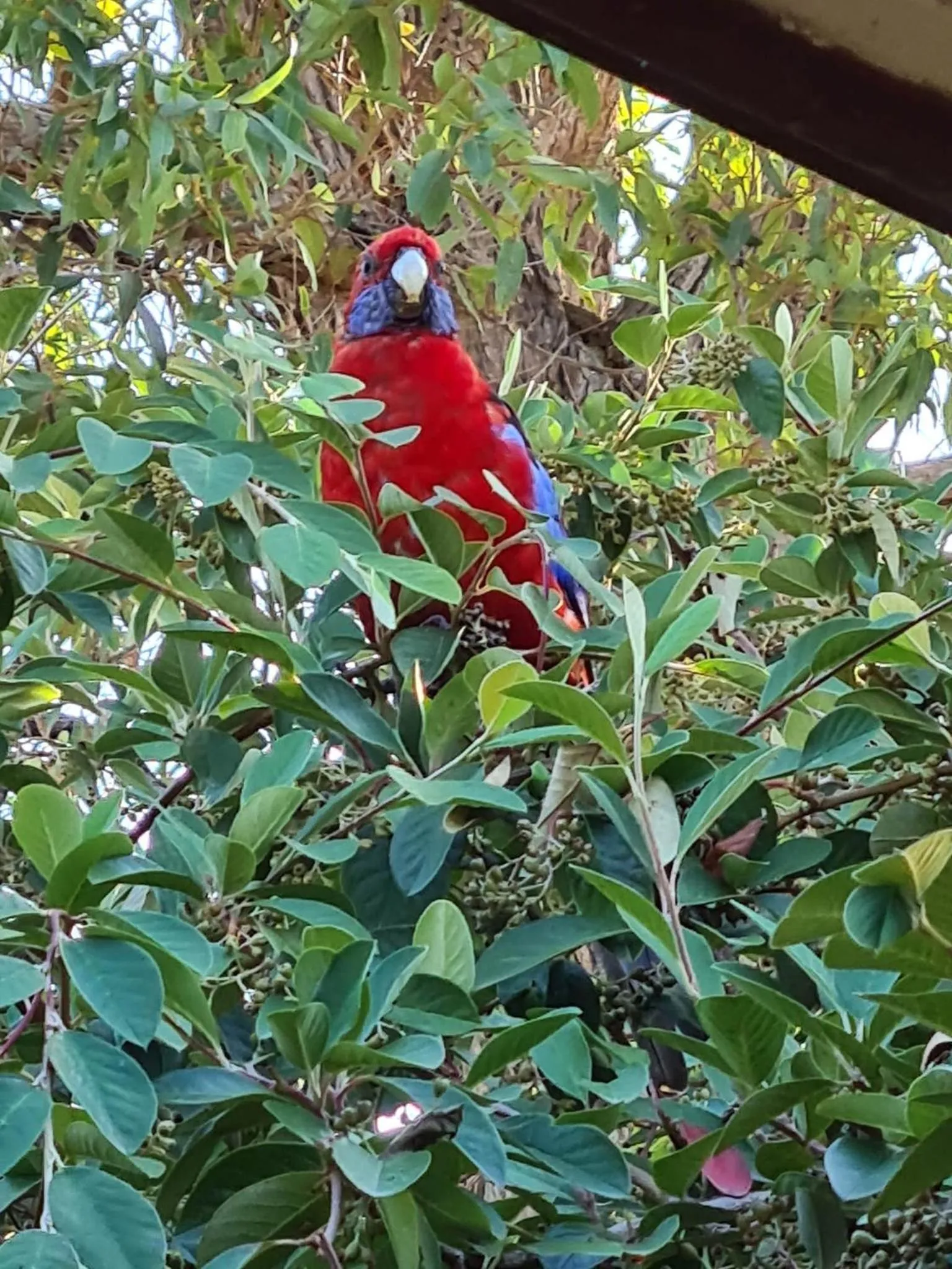 Natural landscape in Mallacoota's Shady Gully Caravan Park