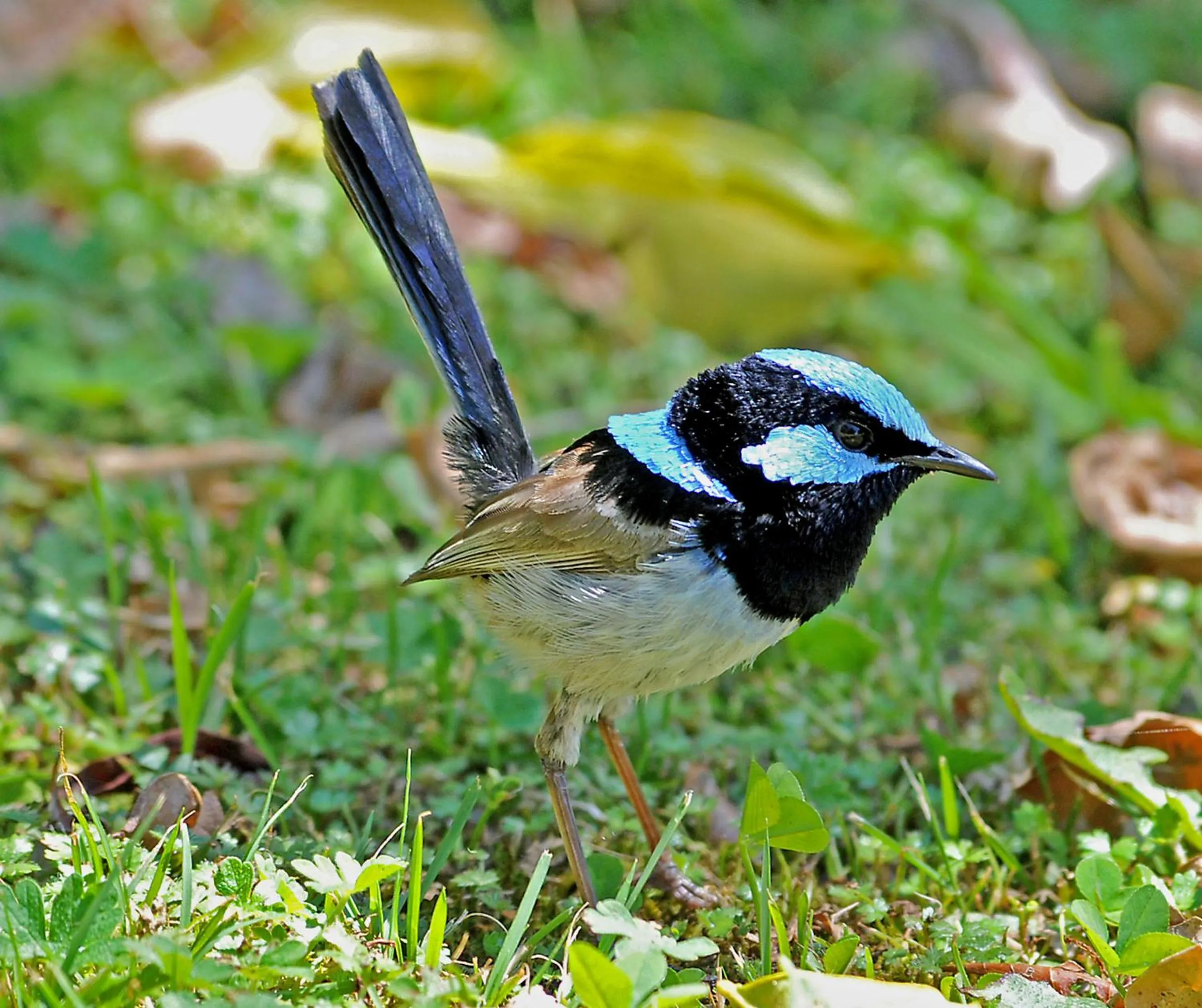 Day in Mallacoota's Shady Gully Caravan Park